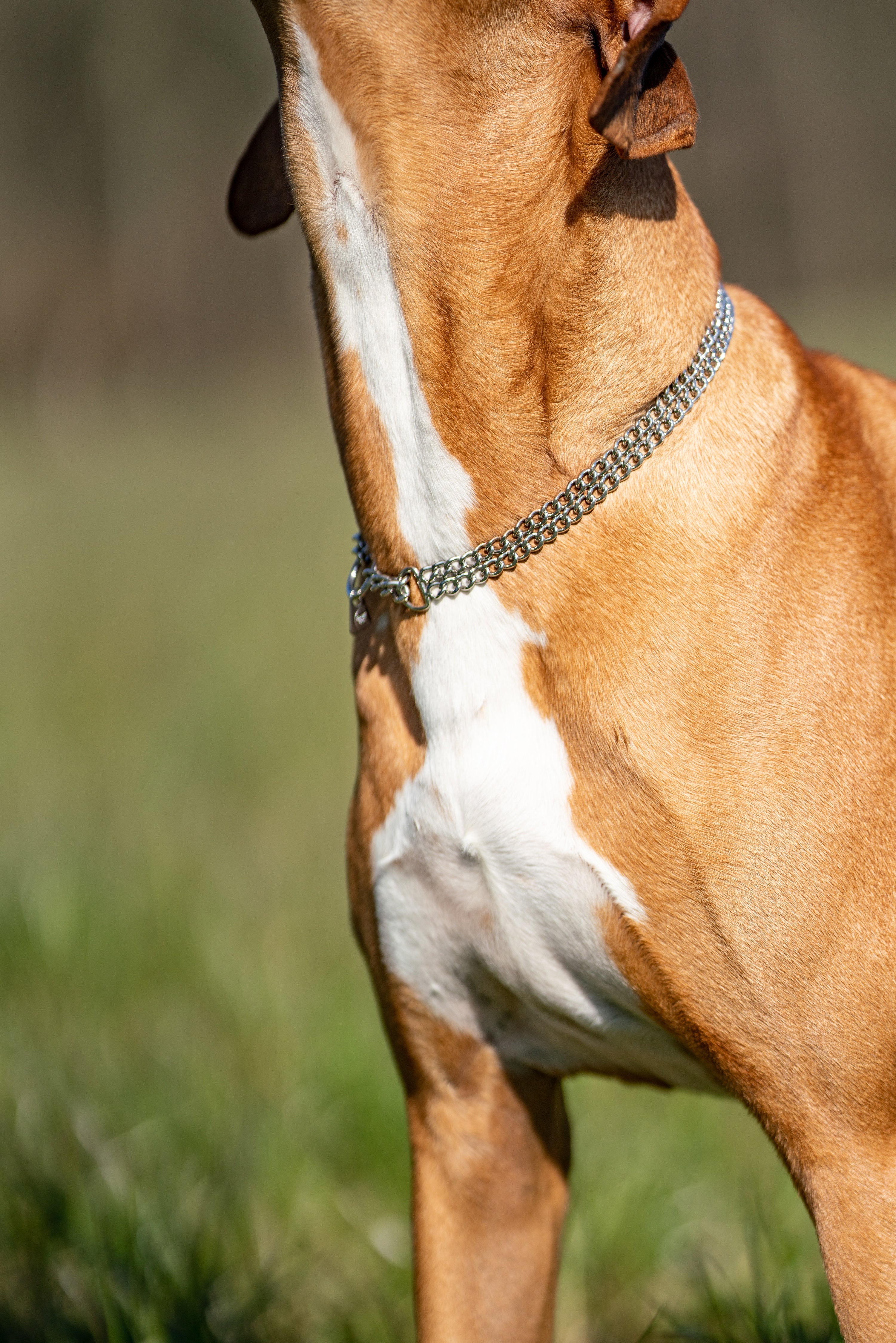 2 reihiges Edelstahl Kettenhalsband am Hund