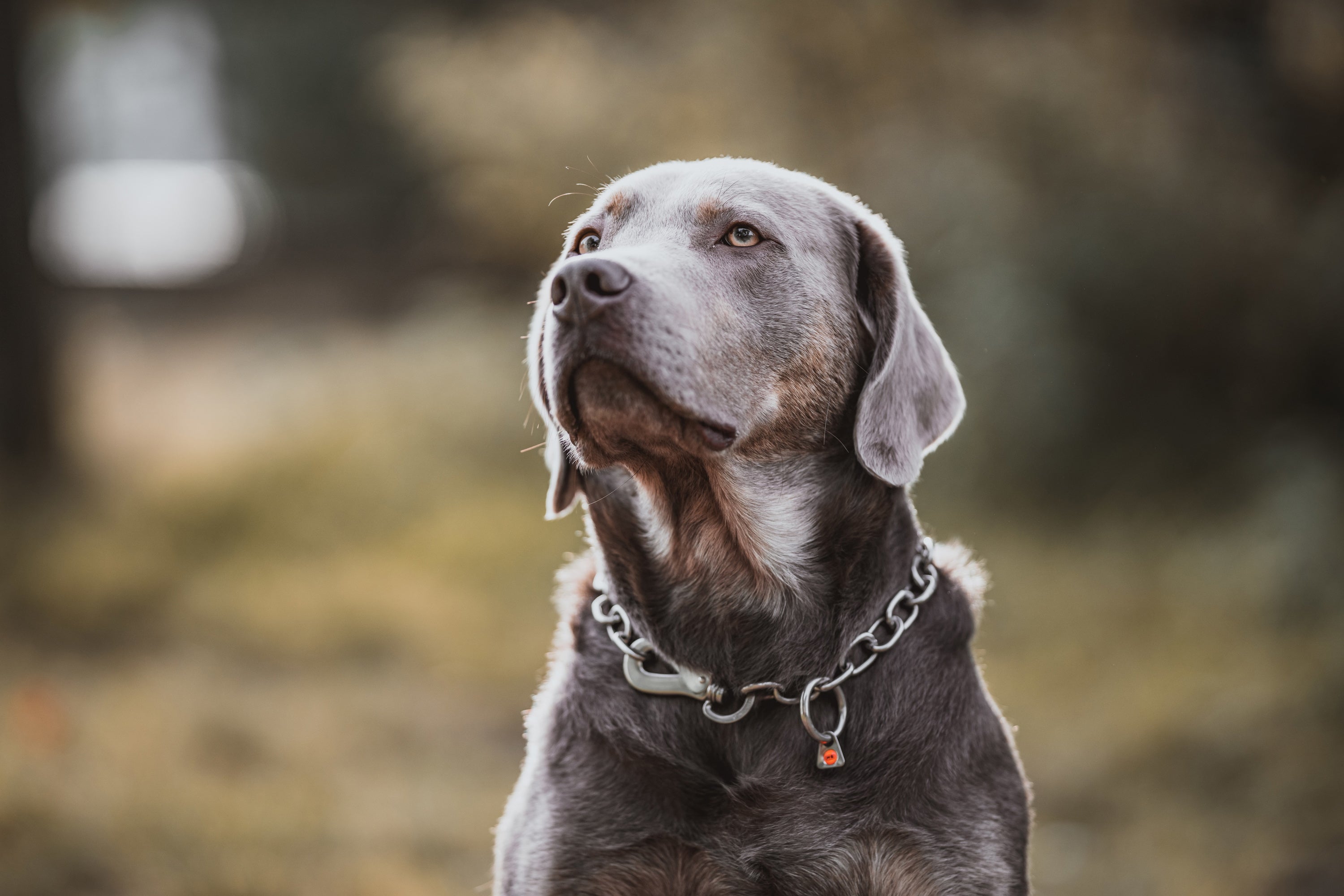 Hund mit Edelstahl Kettenhalsband mit Haken