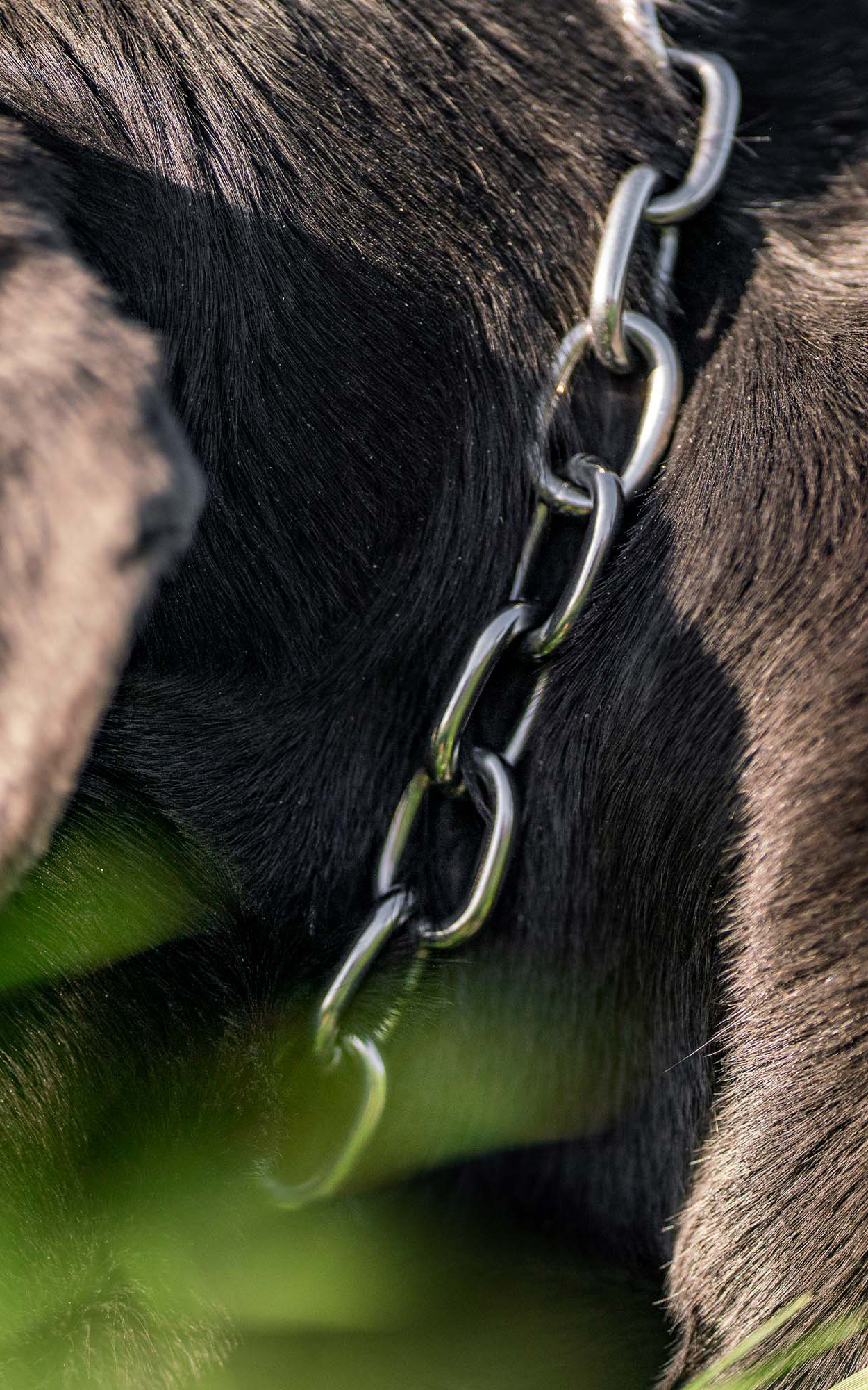 Nahaufnahme eines Hundes, die den schwarzen Fellbereich entlang des Nackens zeigt. Ein glänzender Metallring ist sichtbar; er gehört zu einer Kette, die am Halsband des Hundes befestigt ist. Im Vordergrund sind verschwommene grüne Pflanzenblätter zu erkennen, die den Fokus auf den Hund verstärken. Das Licht fällt sanft auf das Fell und betont die Textur.
