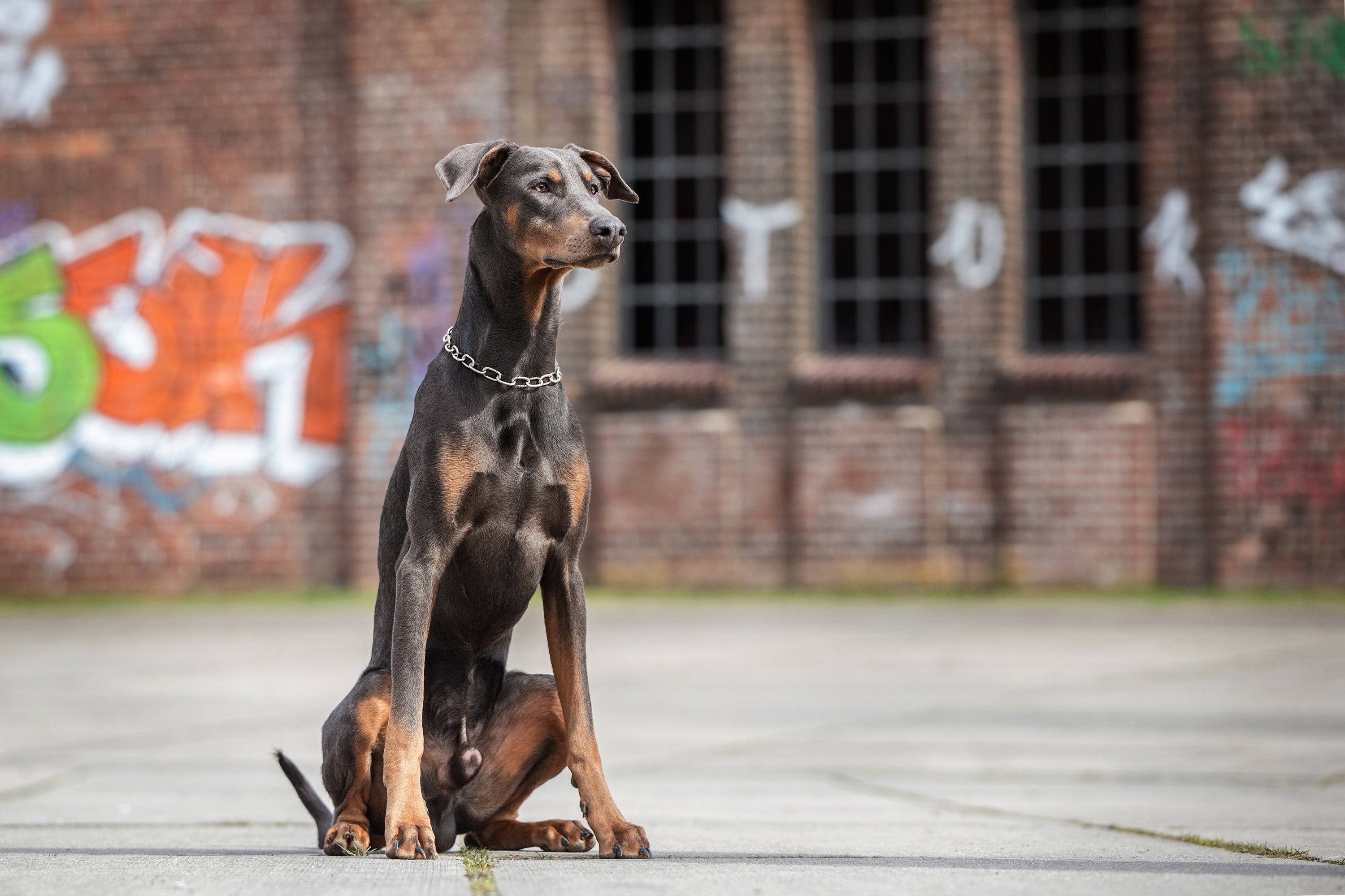 Hund mit Edelstahl Kettenhalsband medium