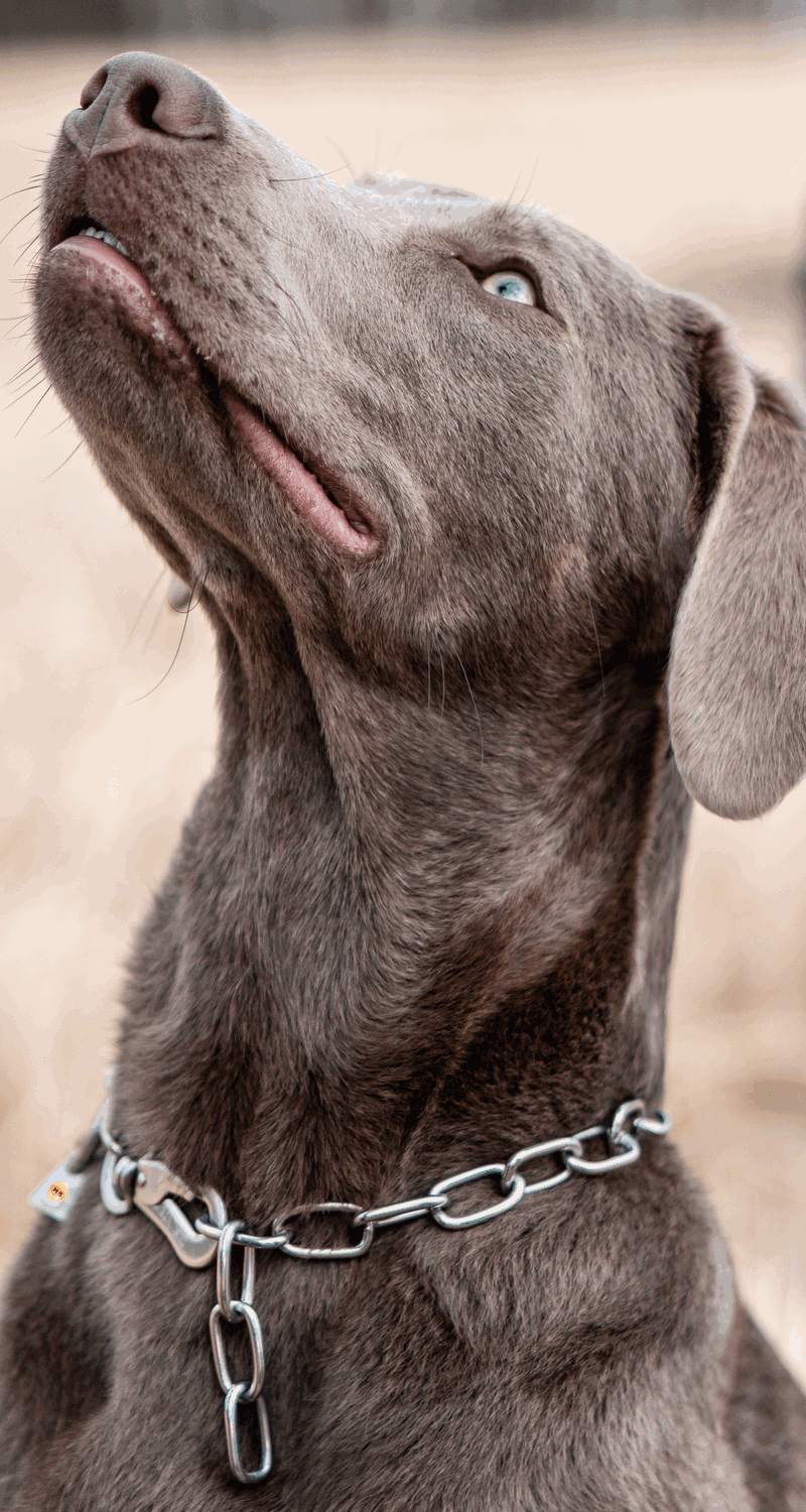 Ein grauer Labrador Retriever blickt aufmerksam nach oben. Der Hund hat eine kurze Schnauze, glänzende Augen und ein silbernes Hundehalsband aus Kette. Der Hintergrund zeigt eine neutrale, unscharfe Umgebung, die auf eine natürliche Umgebung hinweist.