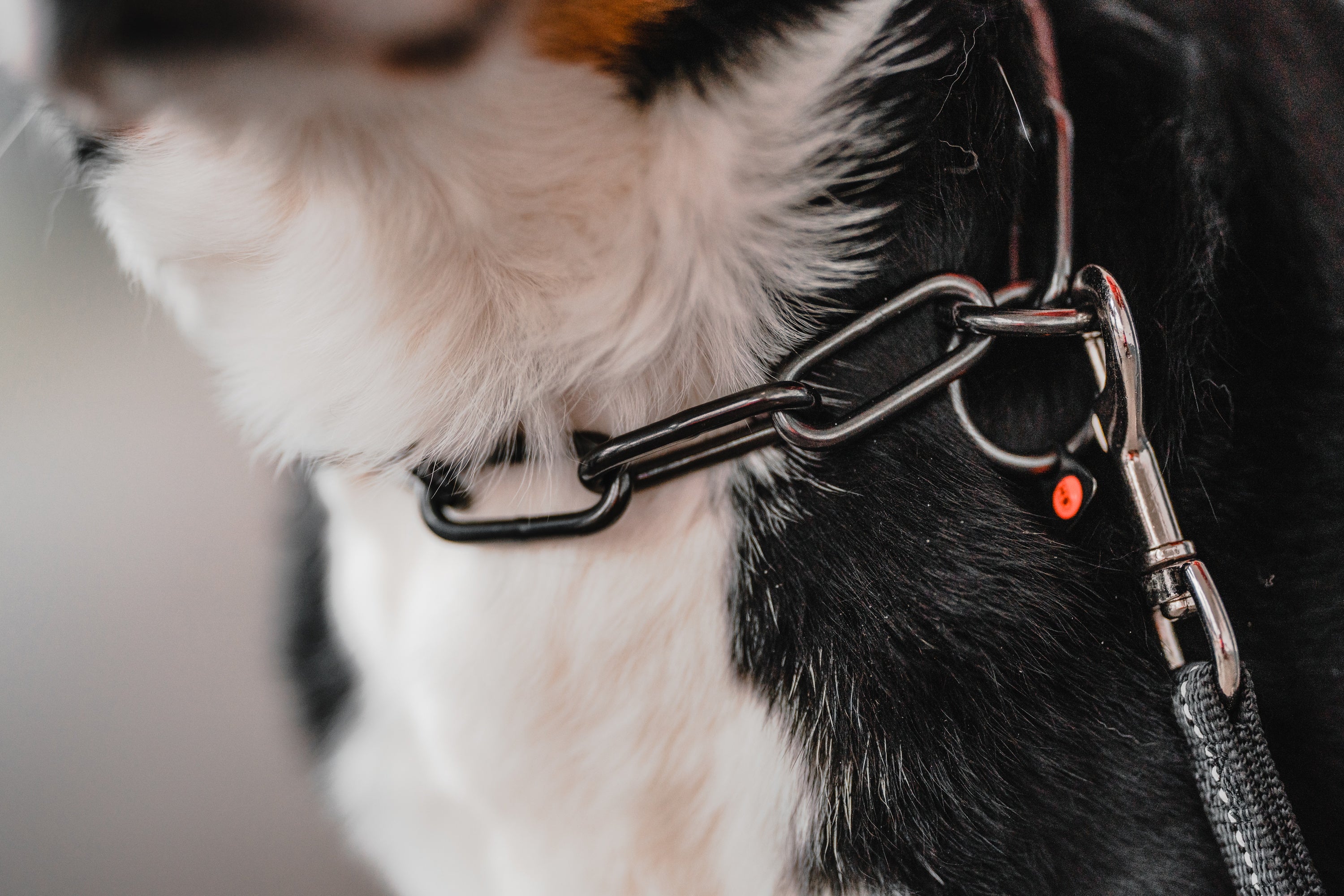 Edelstahl Kettenhalsband schwarz im Detail