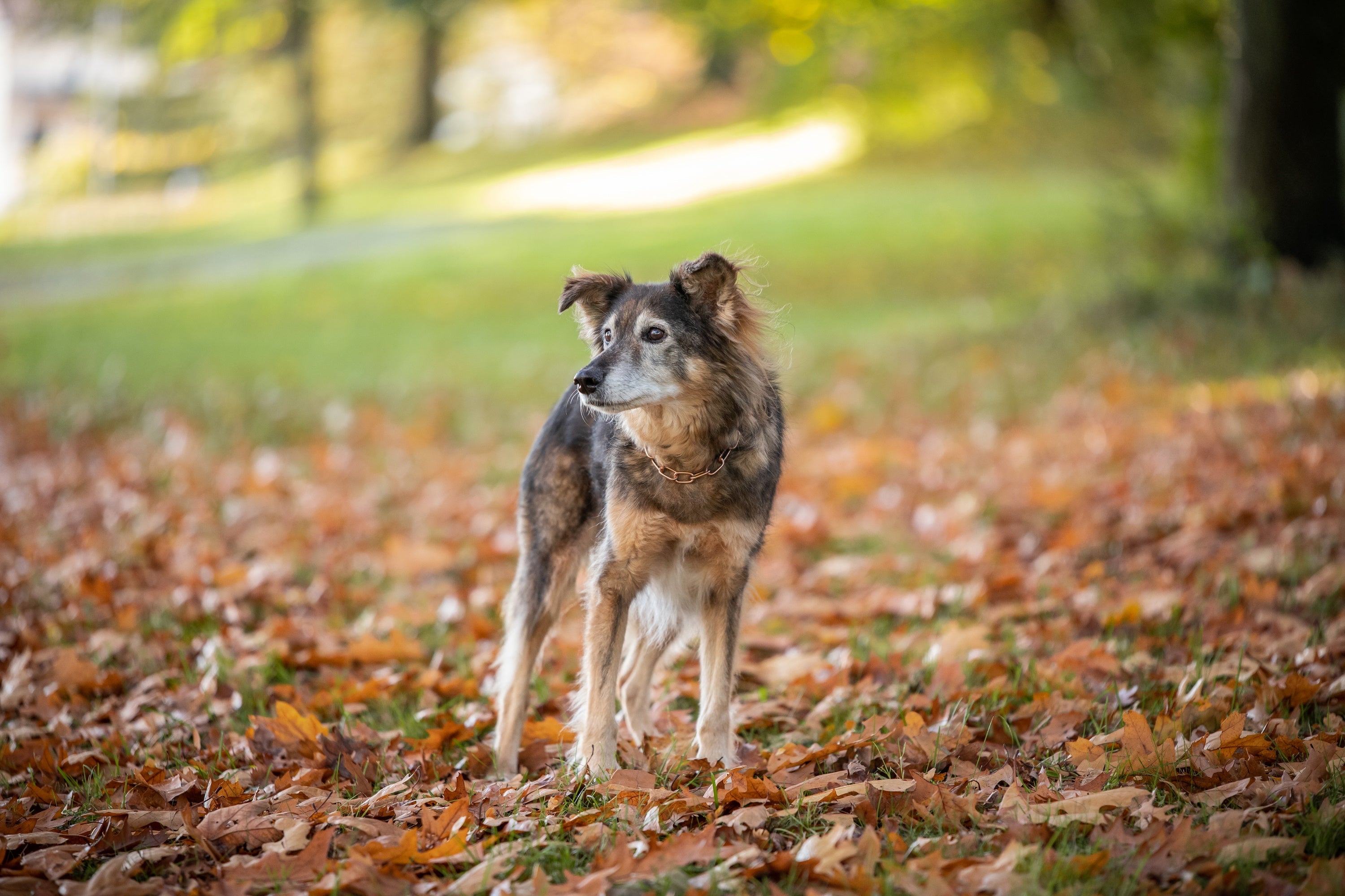 Hund mit Curogan Kettenhalsband im Park
