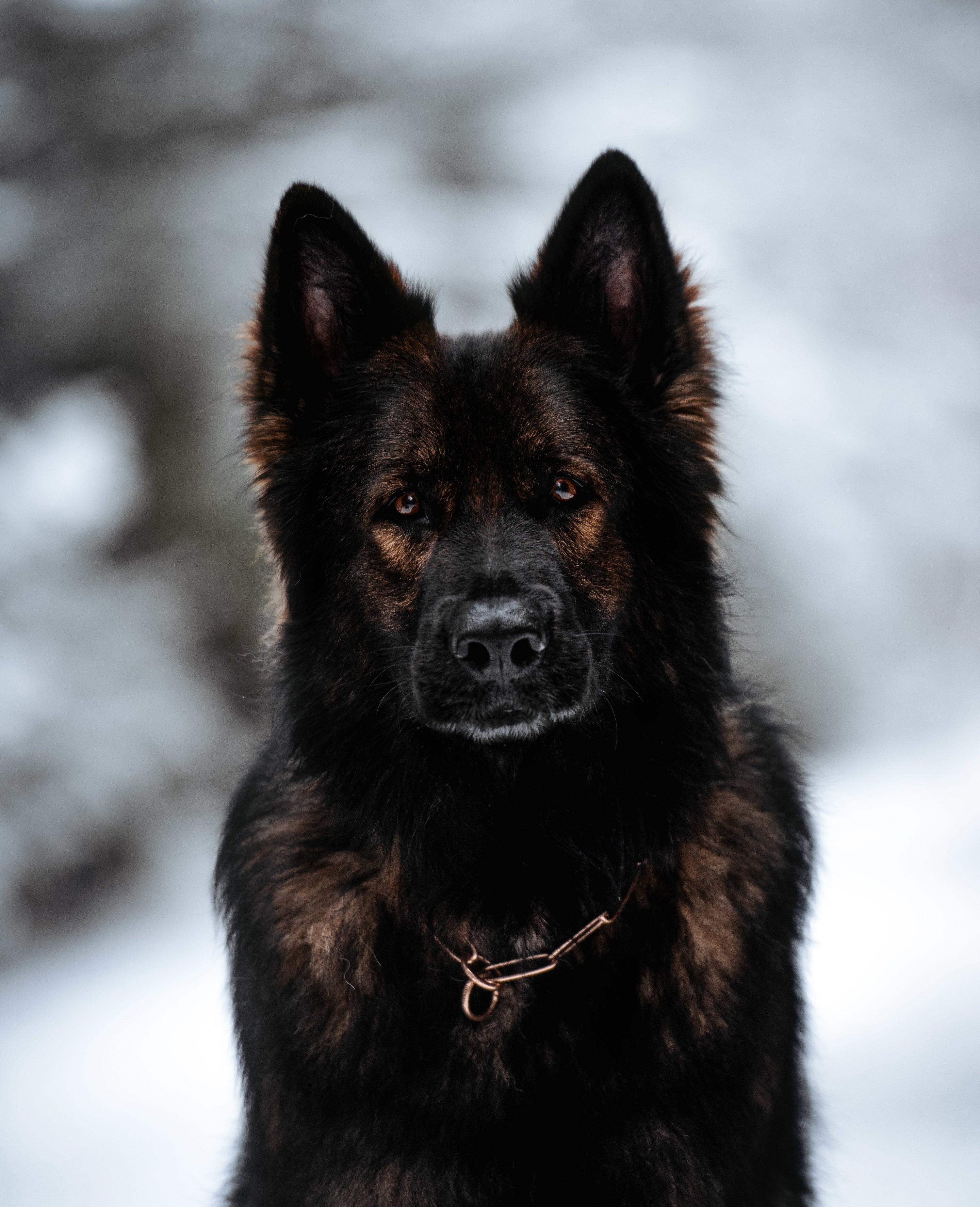 Hund mit Langgliedrigen Curogan Kettenhalsband