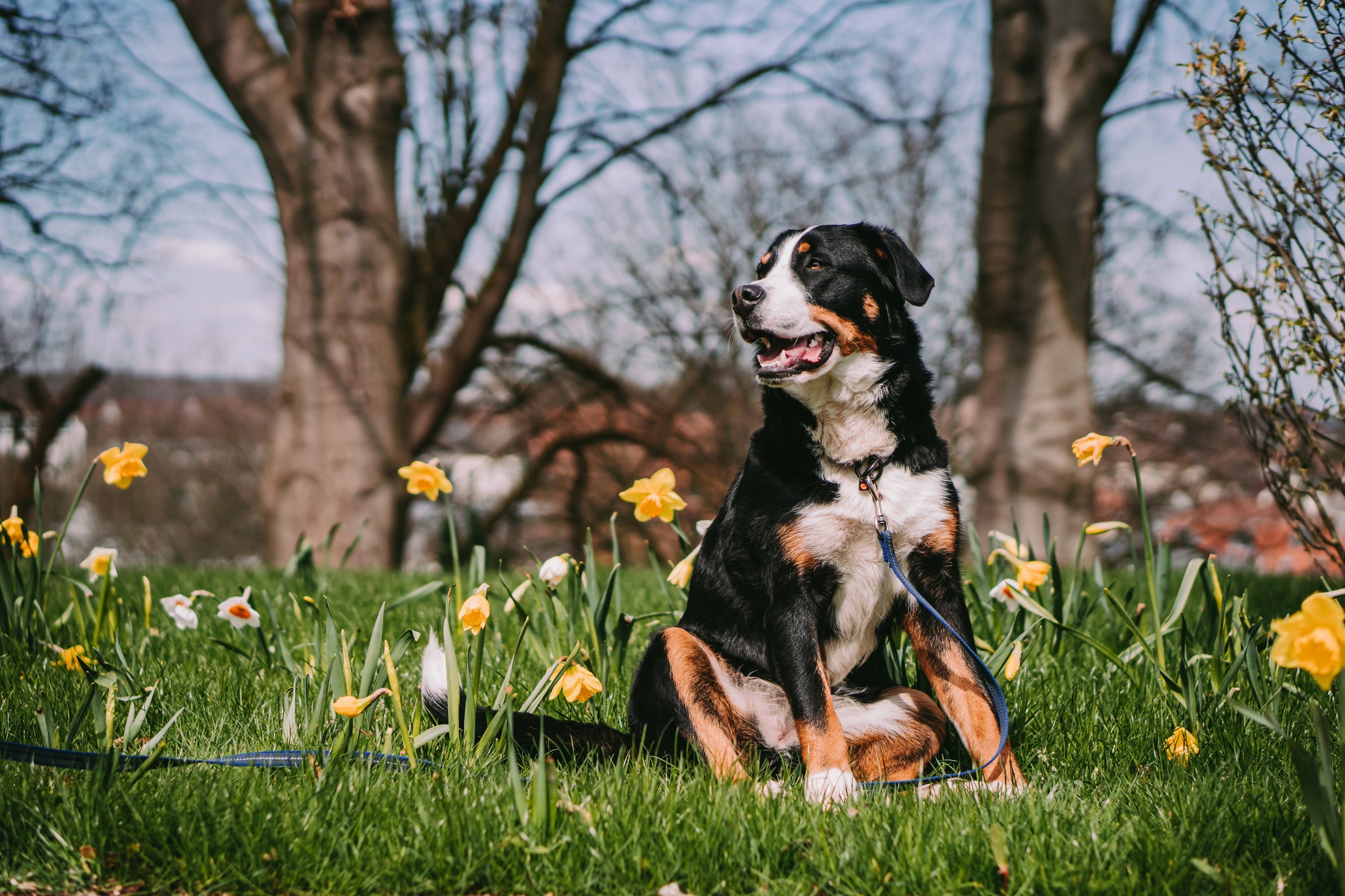 Hund mit Edelstahl Kettenhalsband schwarz und blauer Leine in der Wiese