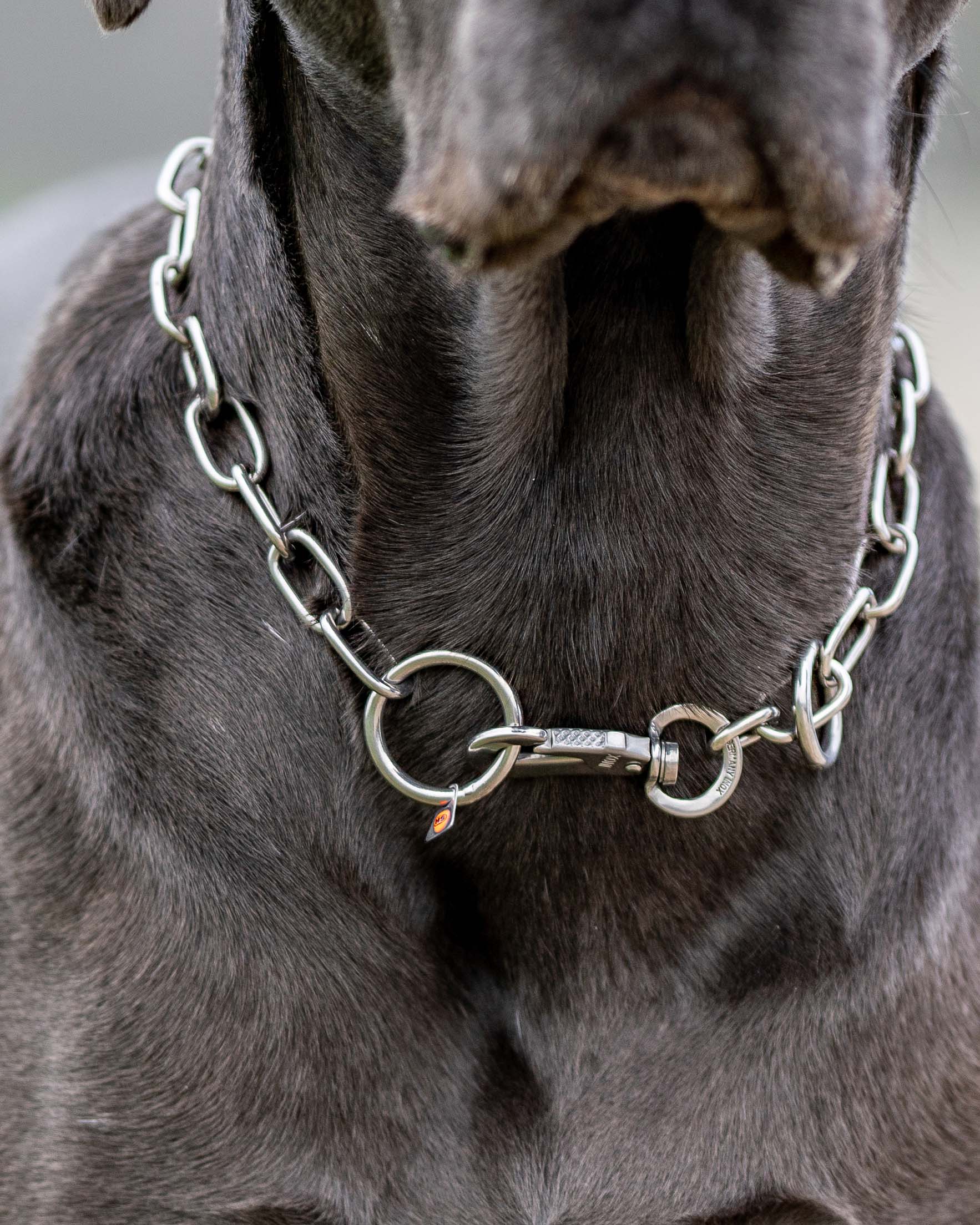 Ein nahegelegener Blick auf den Hals eines großen, schwarzen Hundes, der ein silbernes Kettenhalsband trägt. Das Halsband besteht aus robusten Kettengliedern und ist durch einen Karabiner mit einem großen Ringschluss verbunden. Der Hintergrund ist verschwommen und zeigt eine natürliche Umgebung. Die Fellstruktur des Hundes ist gut erkennbar, und der Blick konzentriert sich auf den Bereich um den Hals des Tieres.