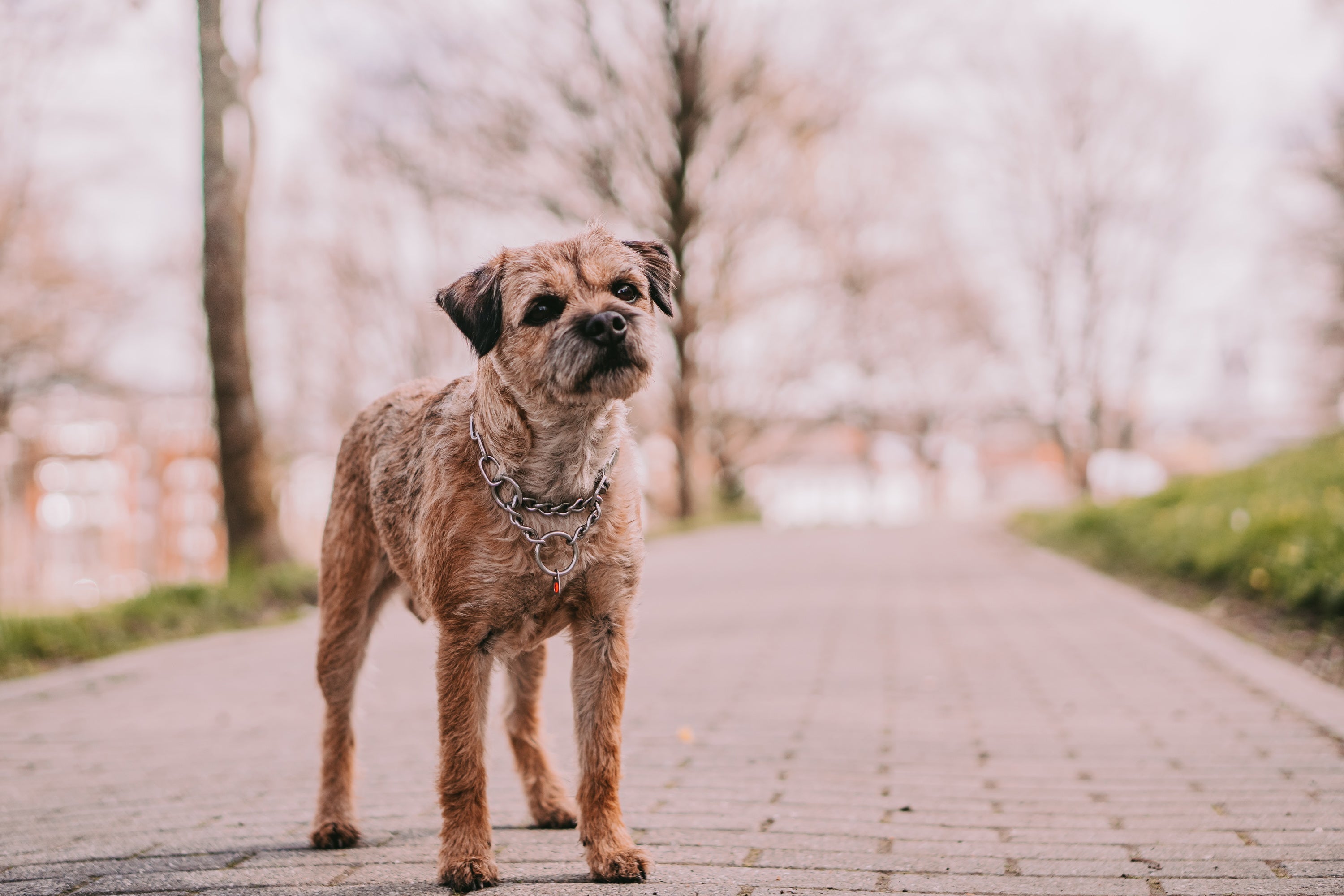Kleiner Hund mit Edelstahl Halsband