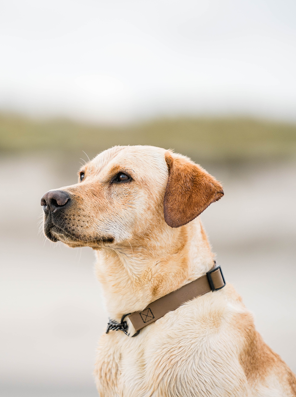 Ein gelber Labrador, der seitlich steht und aufrecht schaut. Er hat ein kurzes, glattes Fell und trägt ein braunes Halsband. Der Hintergrund zeigt unscharfe, helle und weiche Formen, die an einen Strand erinnern.