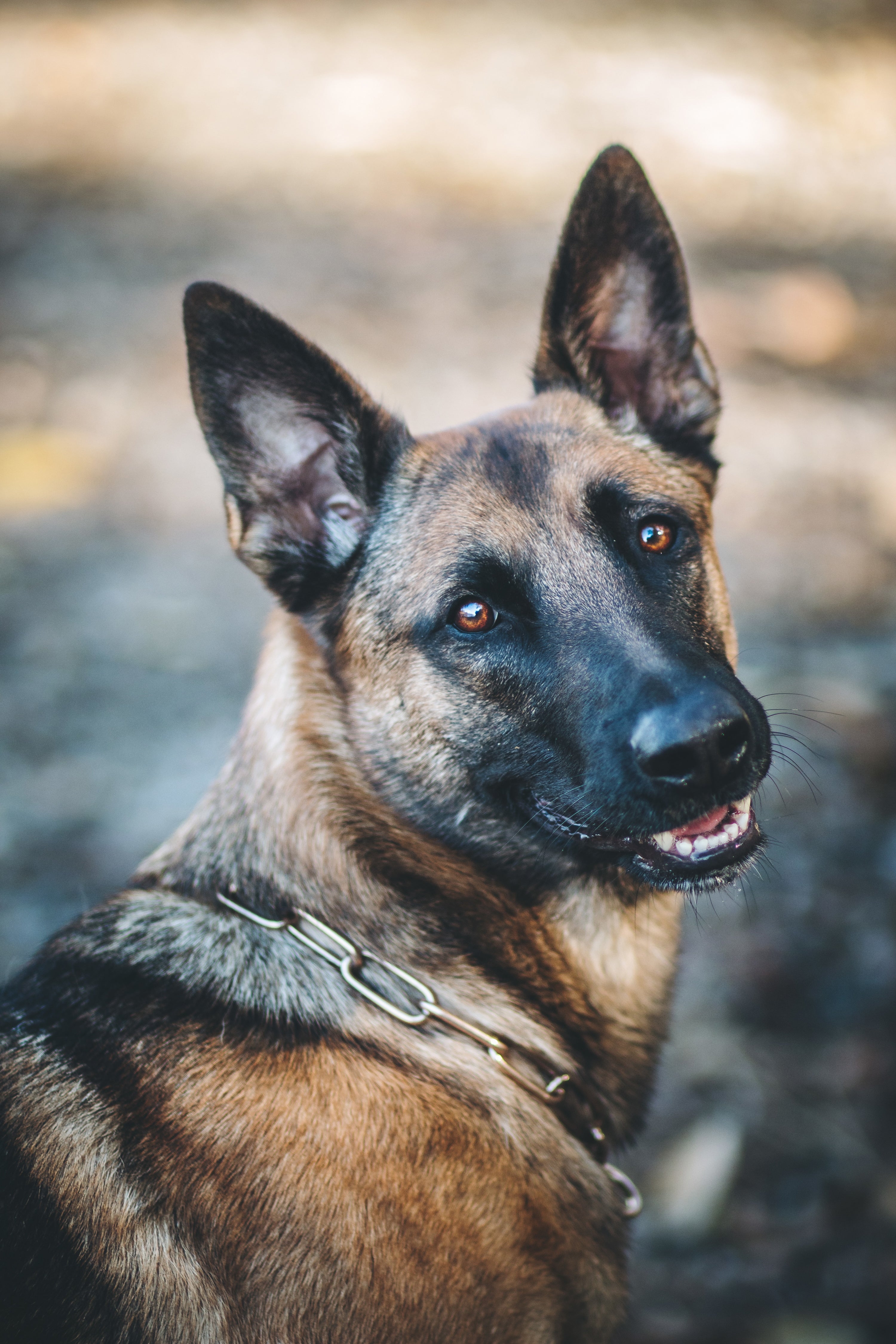 Hund mit langglied Curogan Kettenhalsband