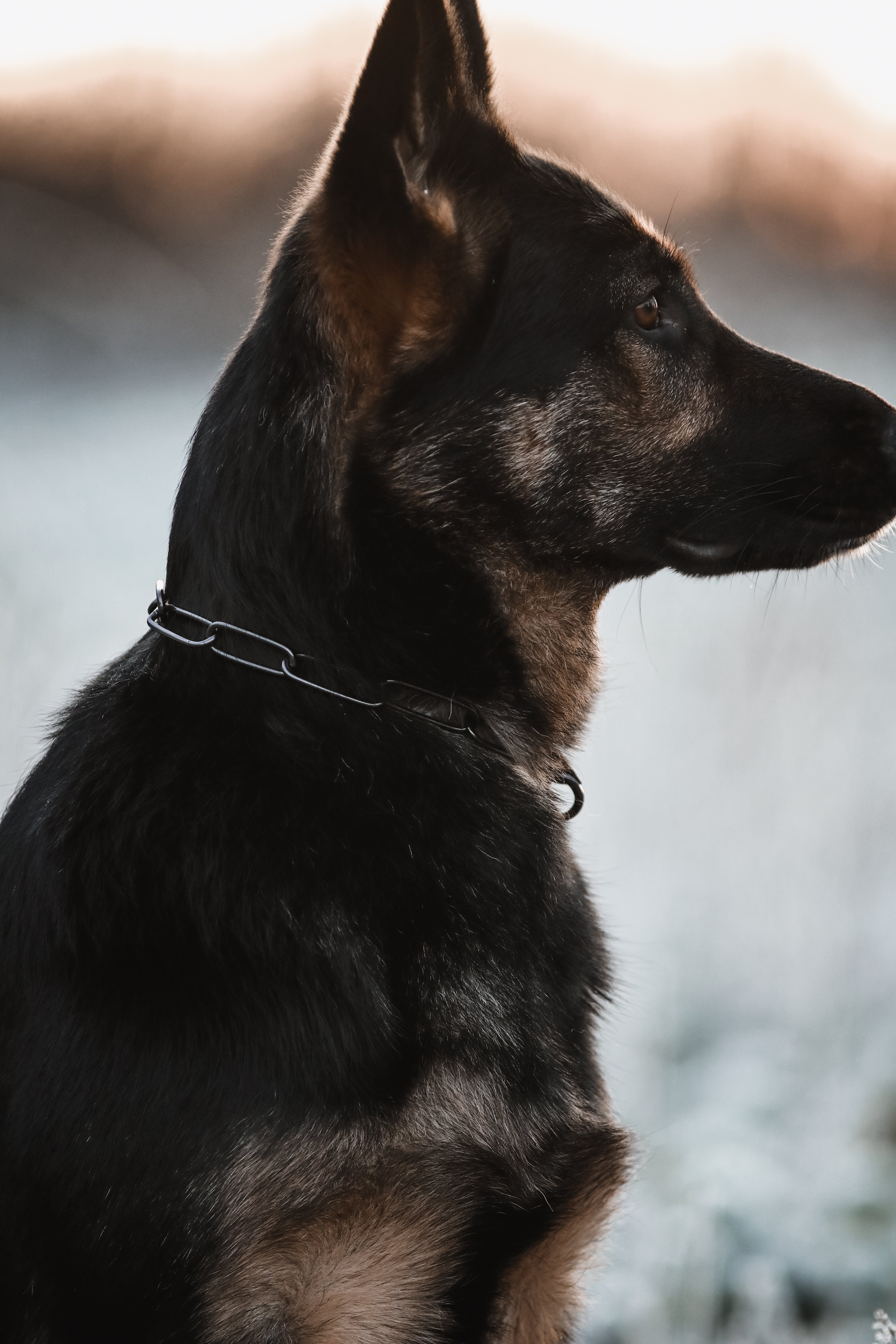 Hund mit schwarzen Edelstahl Kettenhalsband