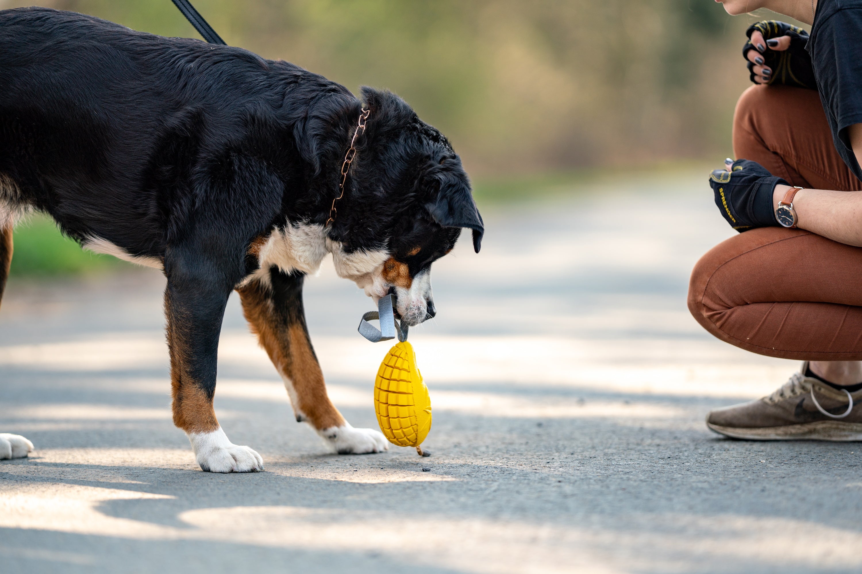 Hund mit Mango Spielzeug im Maul