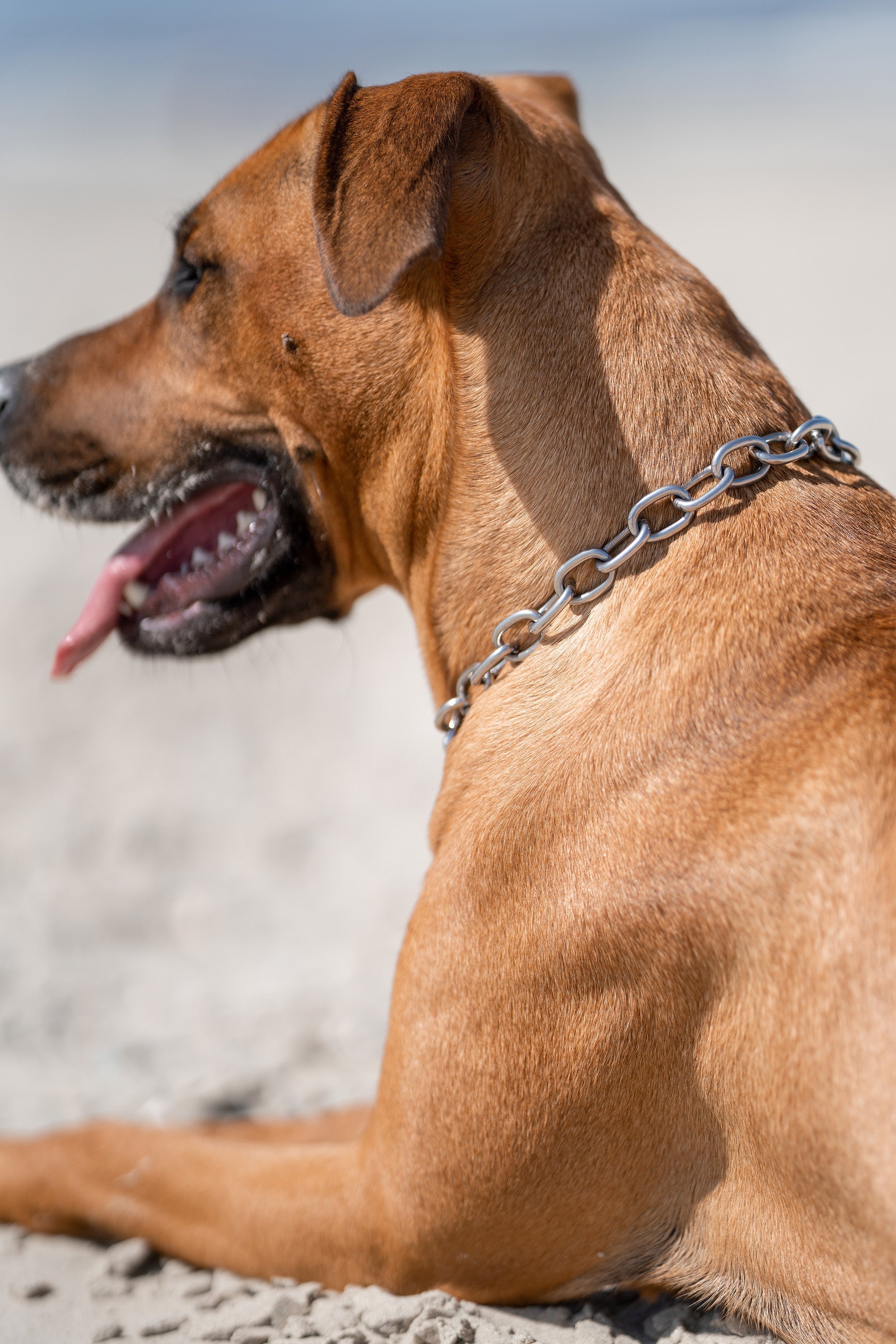 Hund mit Edelstahl Kettenhalsband am Strand