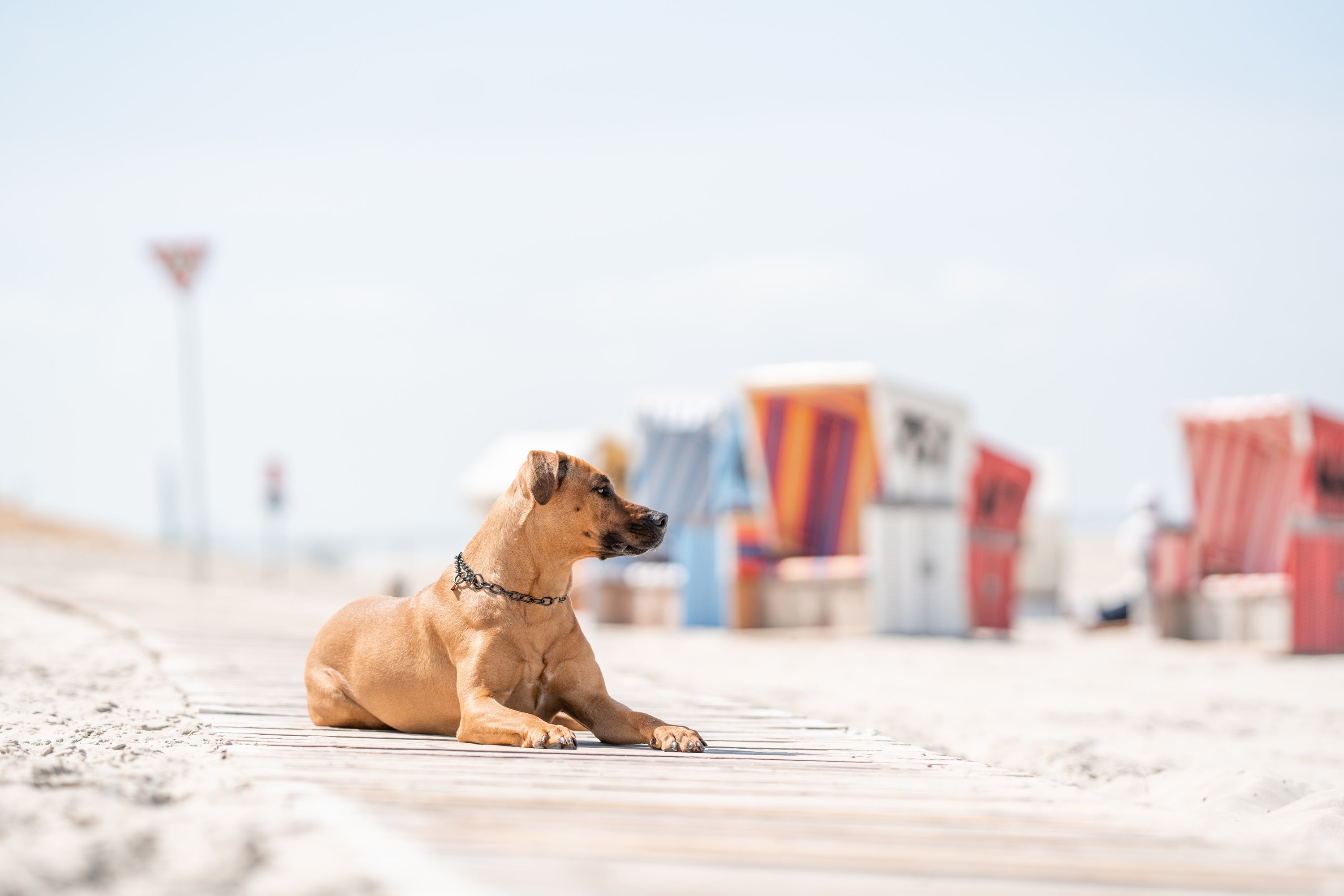 Hund mit Edelstahl Kettenhalsband schwarz am Strand