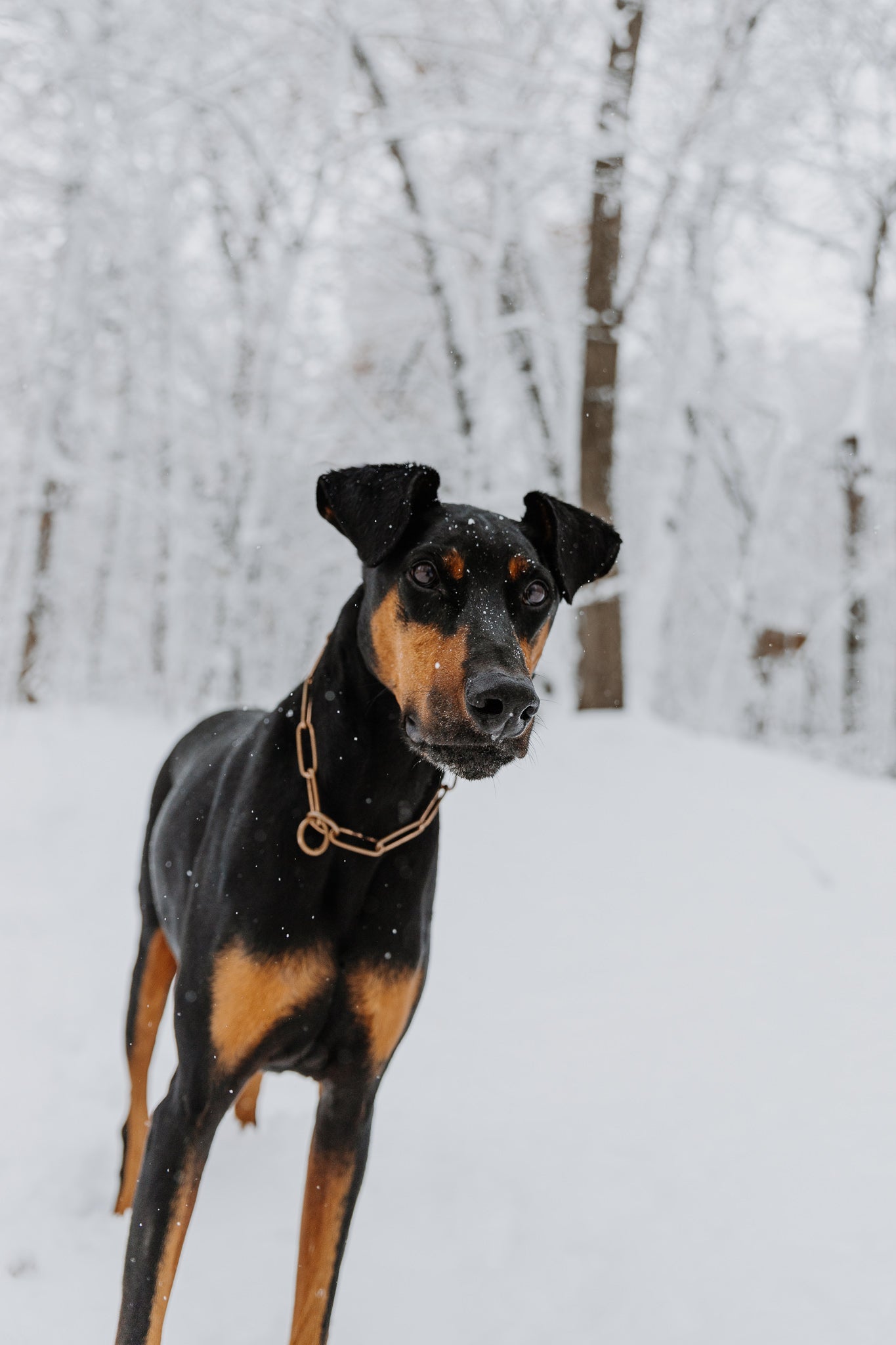 Hund mit Curogan Halskette im Schnee