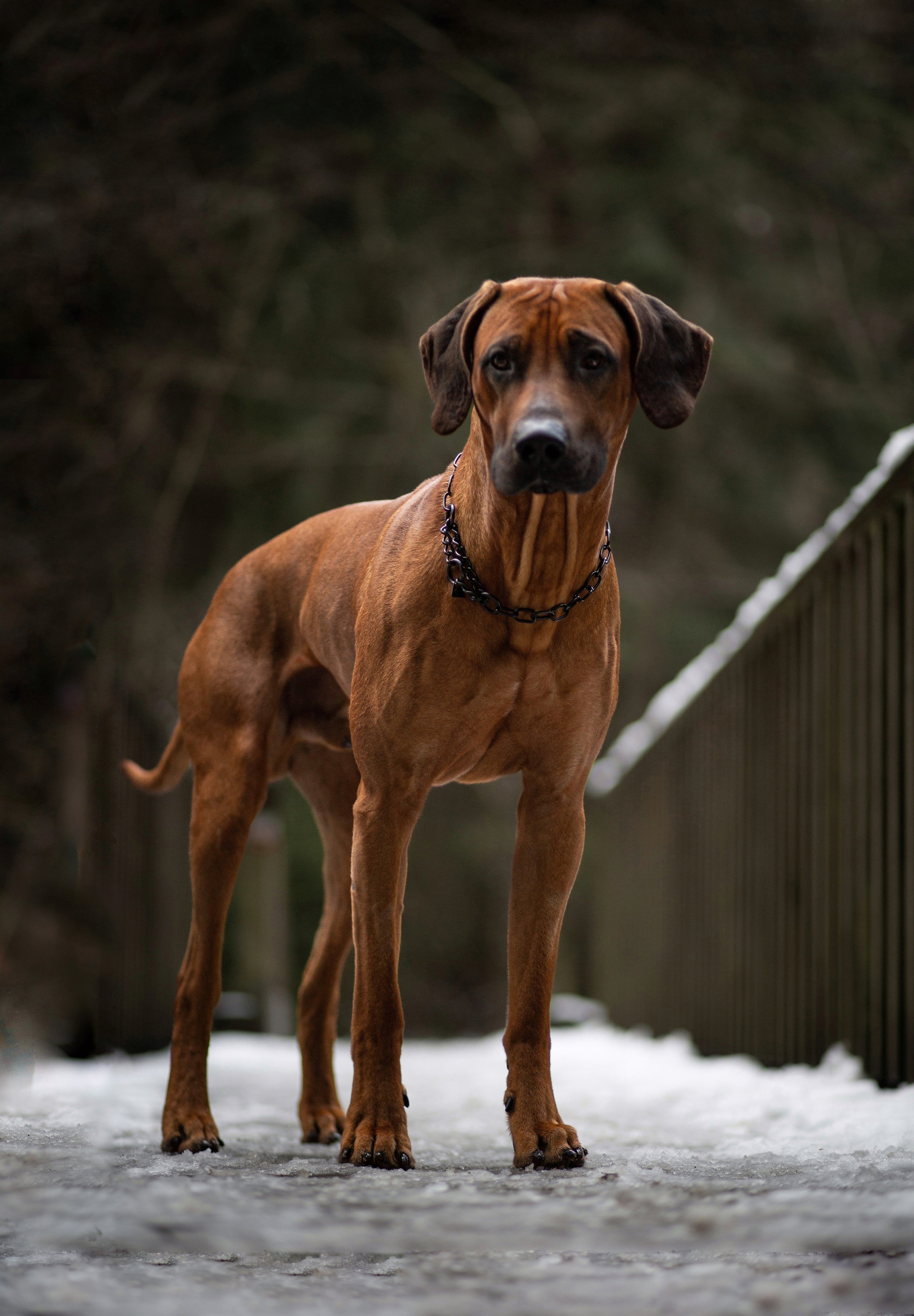 Hund mit Edelstahl Kettenhalsband schwarz auf vereister Brücke