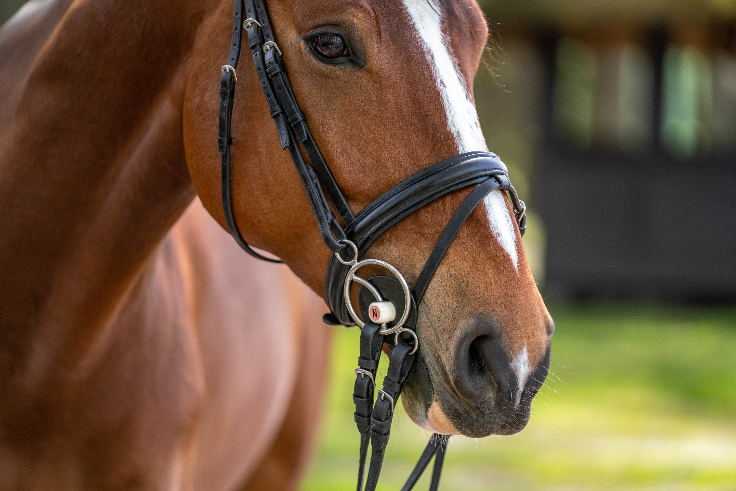 braunes Pferd mit Nathe 3 Ring Gleitsteg