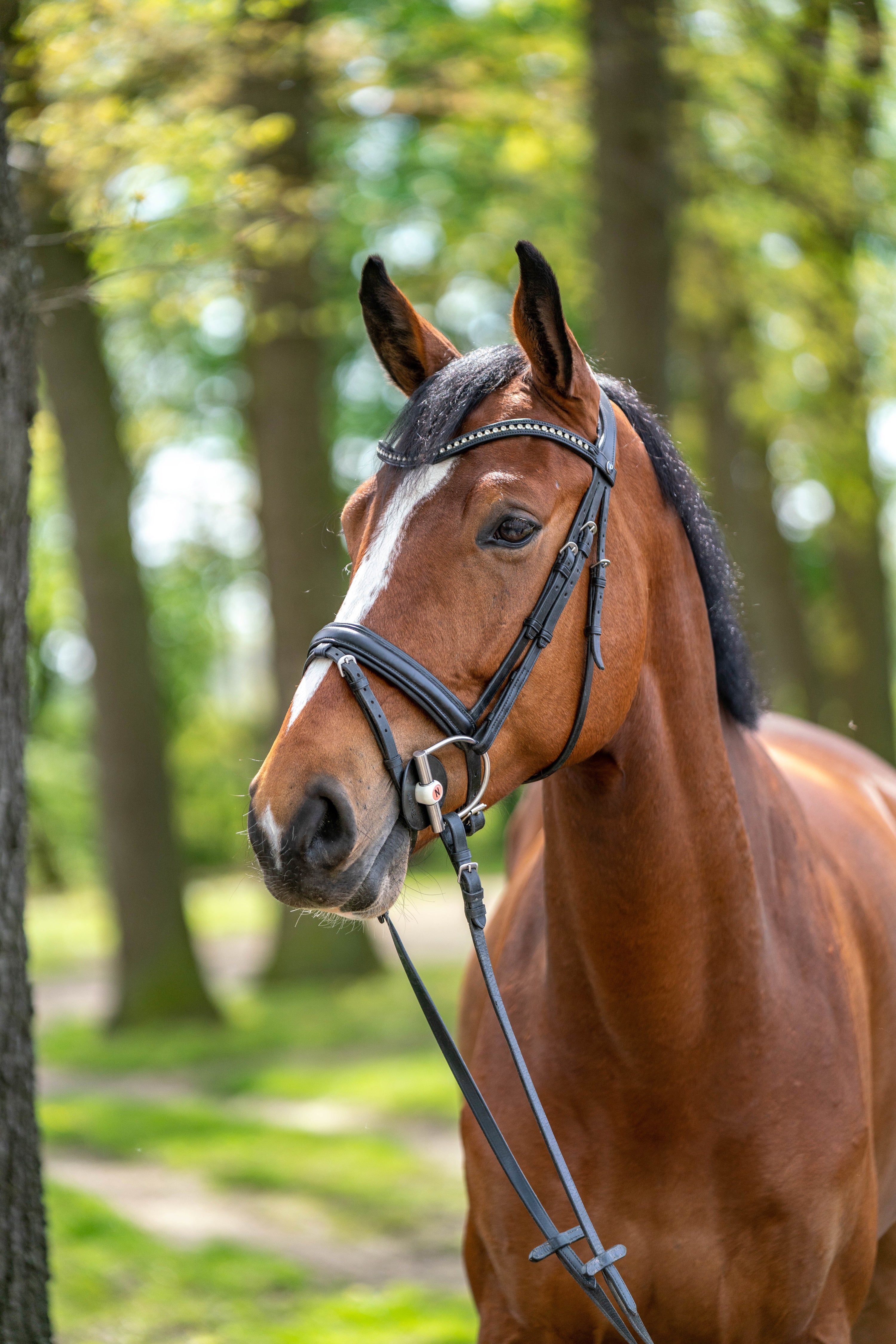 braunes Pferd mit Nathe D-Ring Gebiss
