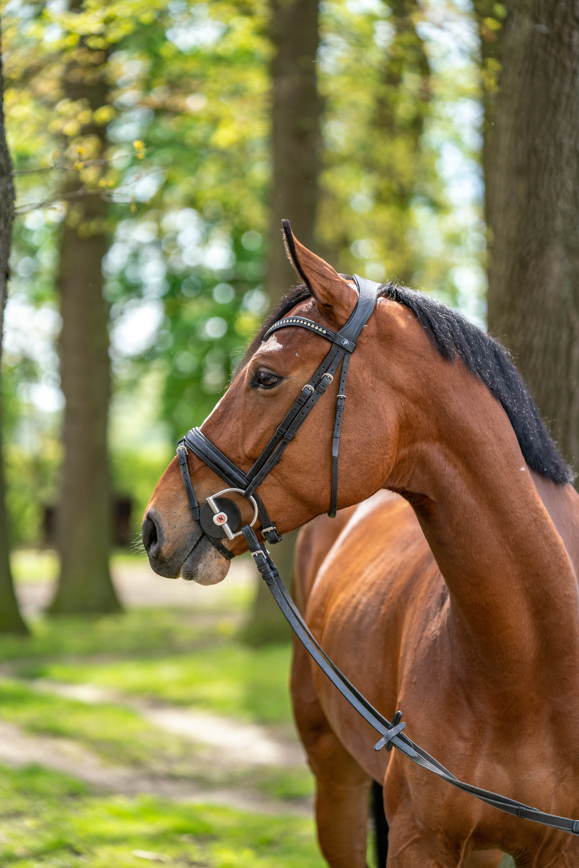 braunes Pferd mit Nathe D-Ring Gebiss im Wald