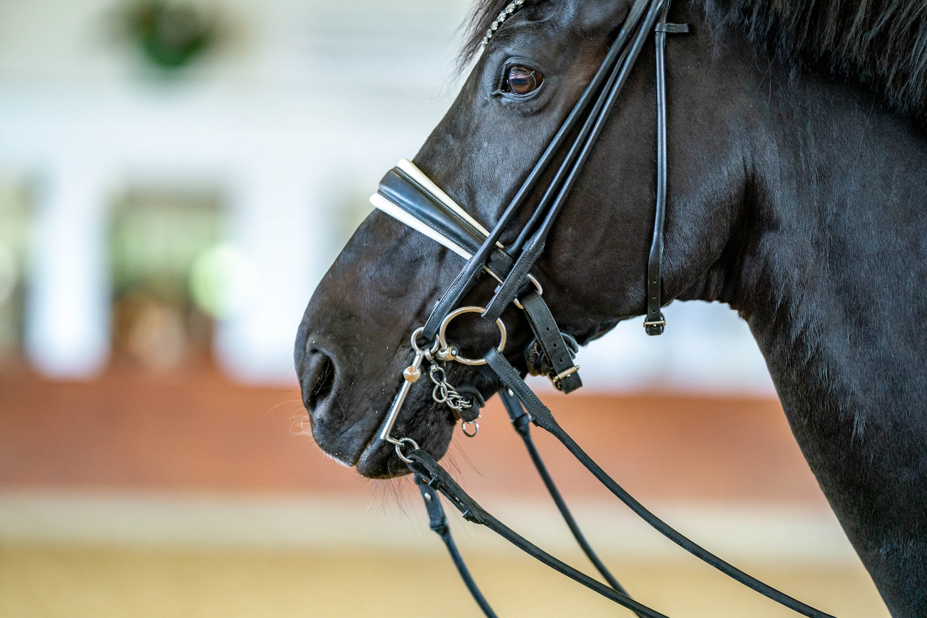 Nathe Kandare im Pferdemaul