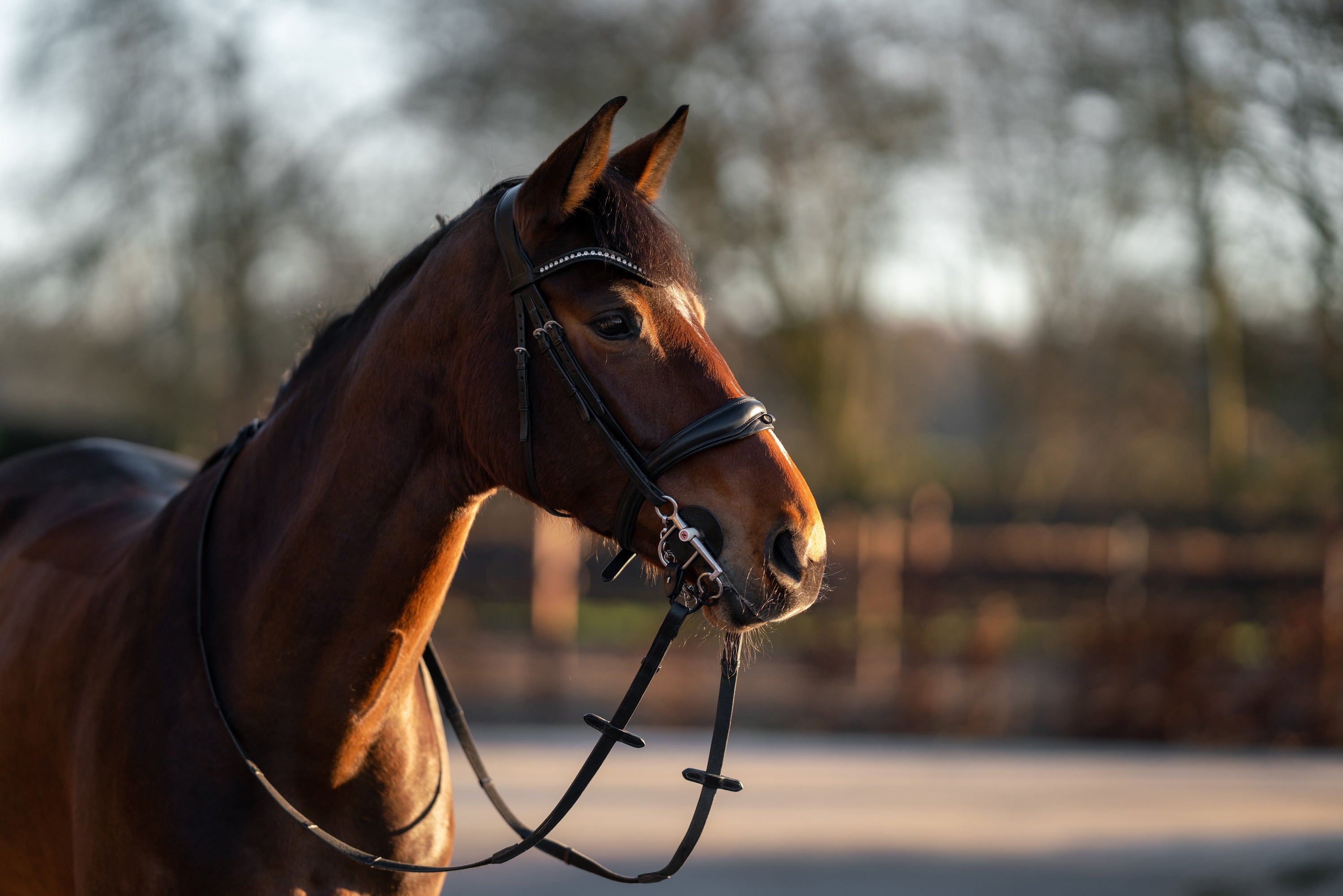 Ein braunes Pferd steht seitlich zur Kamera, mit einem eleganten Zaumzeug und einer Zügelverbindung. Im Hintergrund sind unscharfe Bäume und eine Hecke zu sehen, die auf einen sonnigen Tag hinweisen. Das Pferd hat einen aufmerksamen Blick und zeigt eine gesunde, glänzende Fellfarbe. Die Stimmung des Bildes ist ruhig und natürlich, was eine harmonische Verbindung zwischen Tier und Umgebung vermittelt.