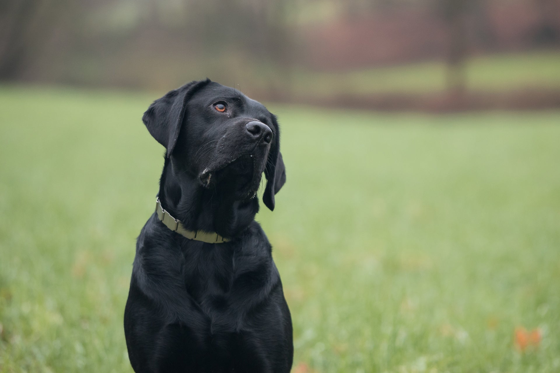 schwarzer Hund mit NeckTech Edelstahl Halsband
