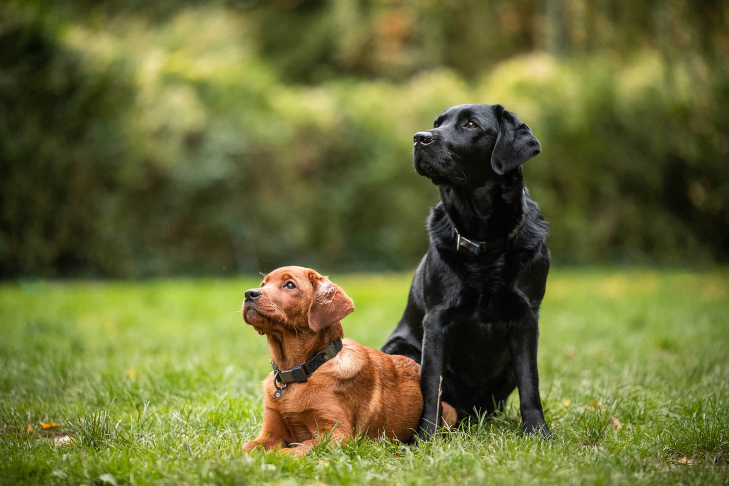 Hunde mit NeckTech Fun Edelstahl Matt Halsbändern auf der Wiese