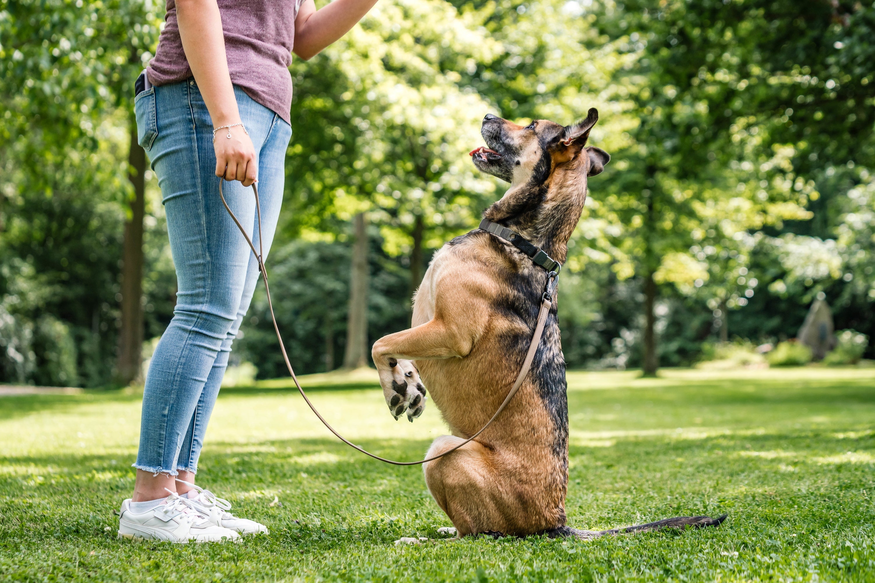 Hund mit NeckTech Halsband im park