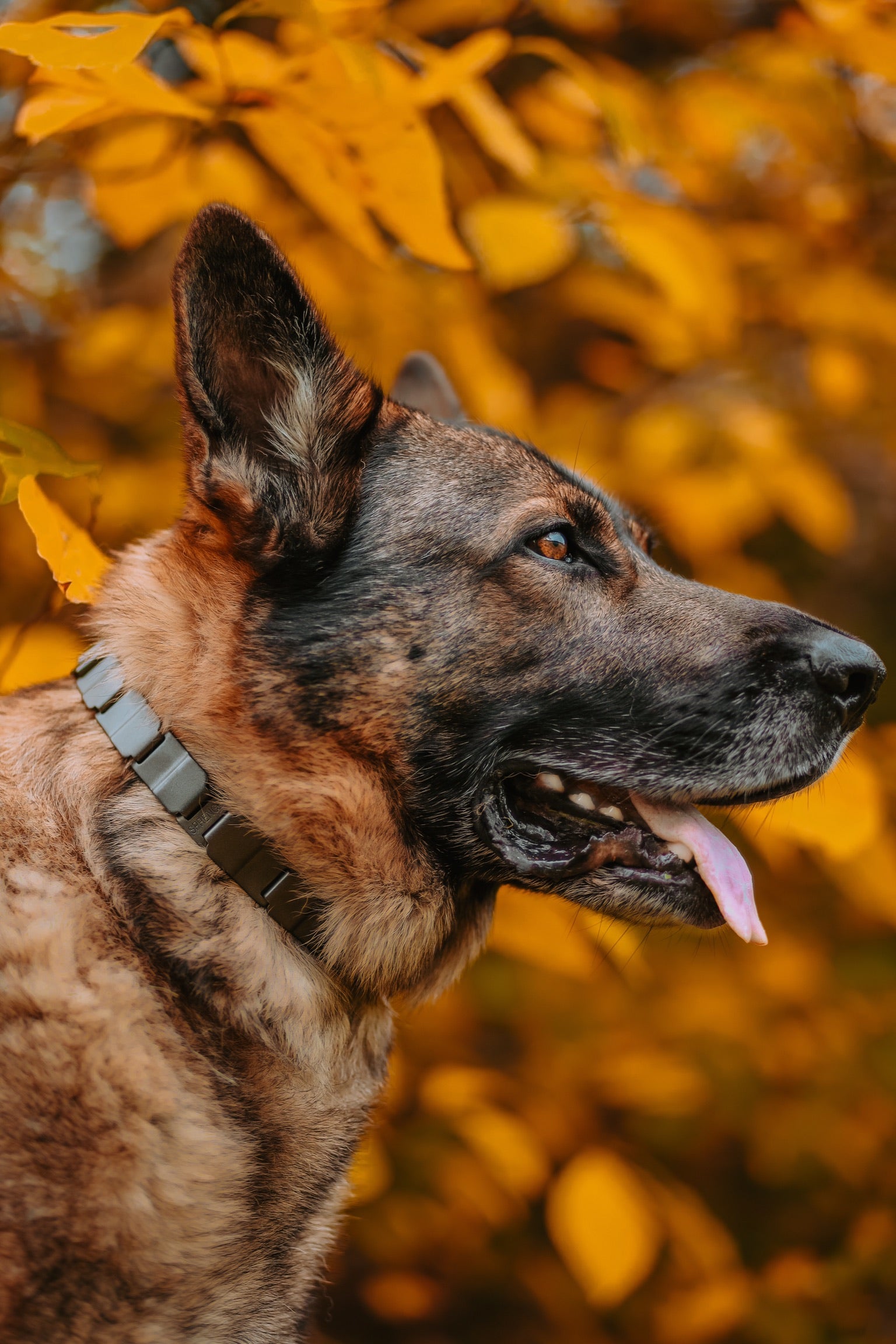 Schäferhund mit NeckTech Halsband