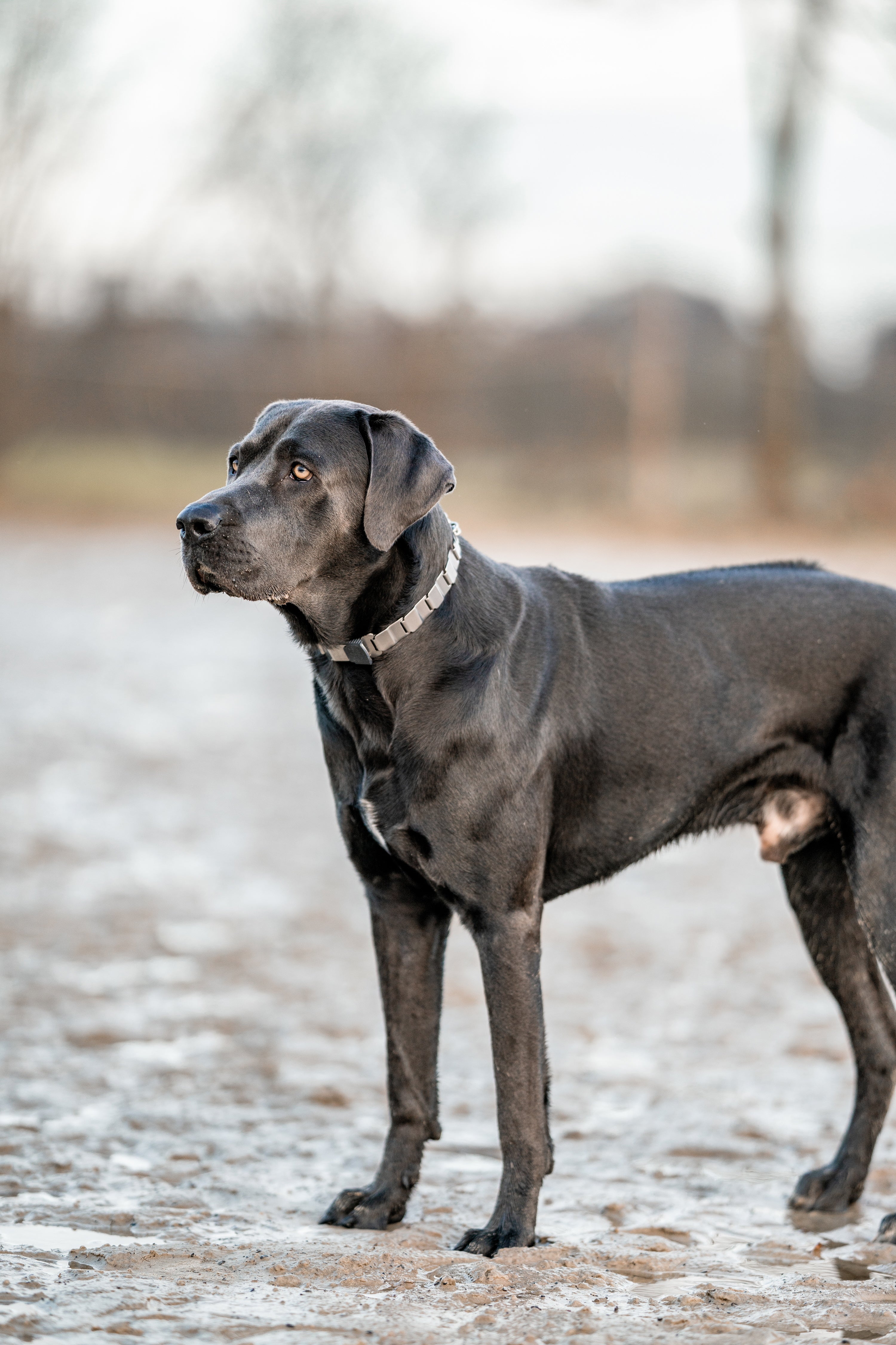 Schwarzer Hund mit NeckTech Halsband