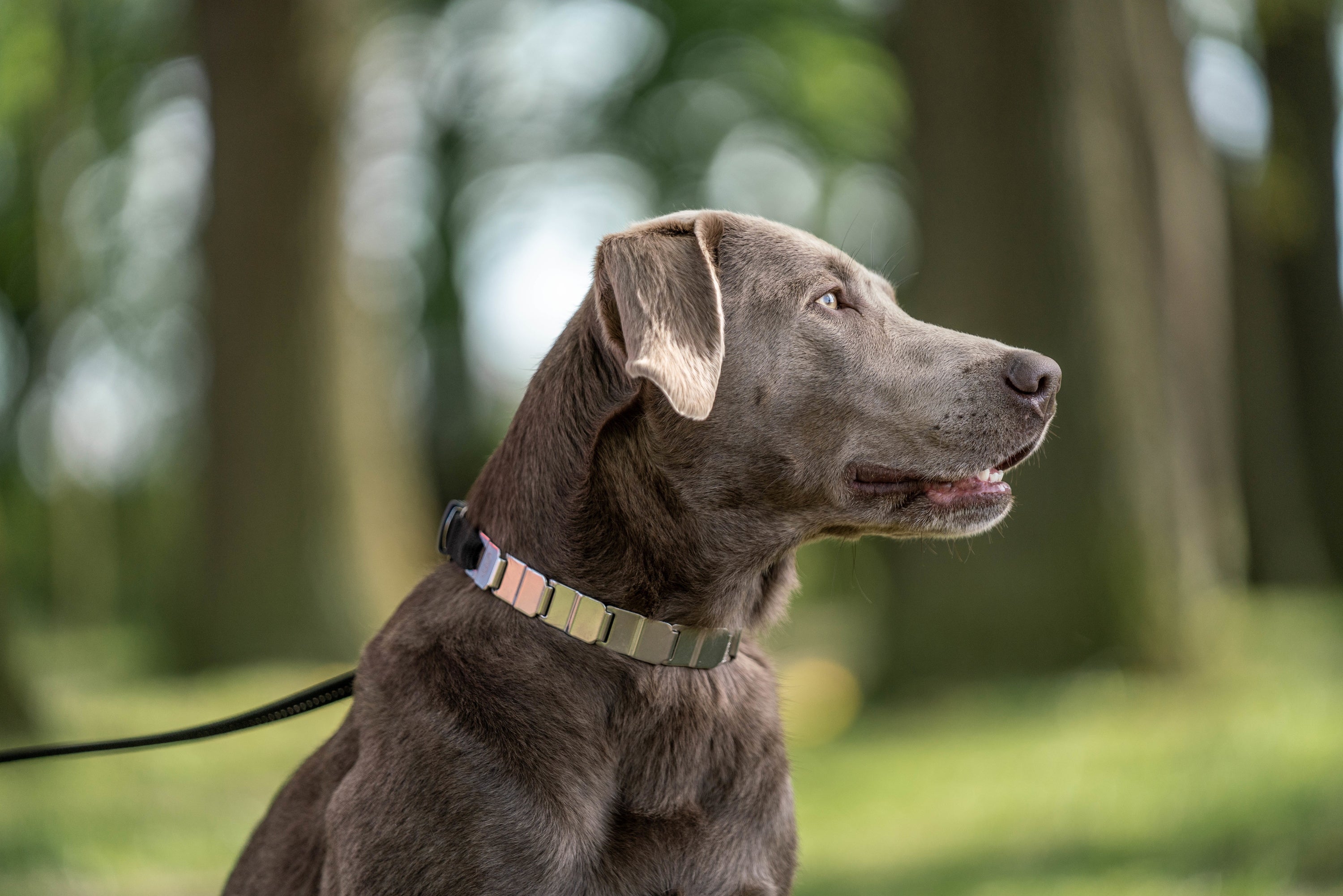 Hund mit NeckTech Halsband
