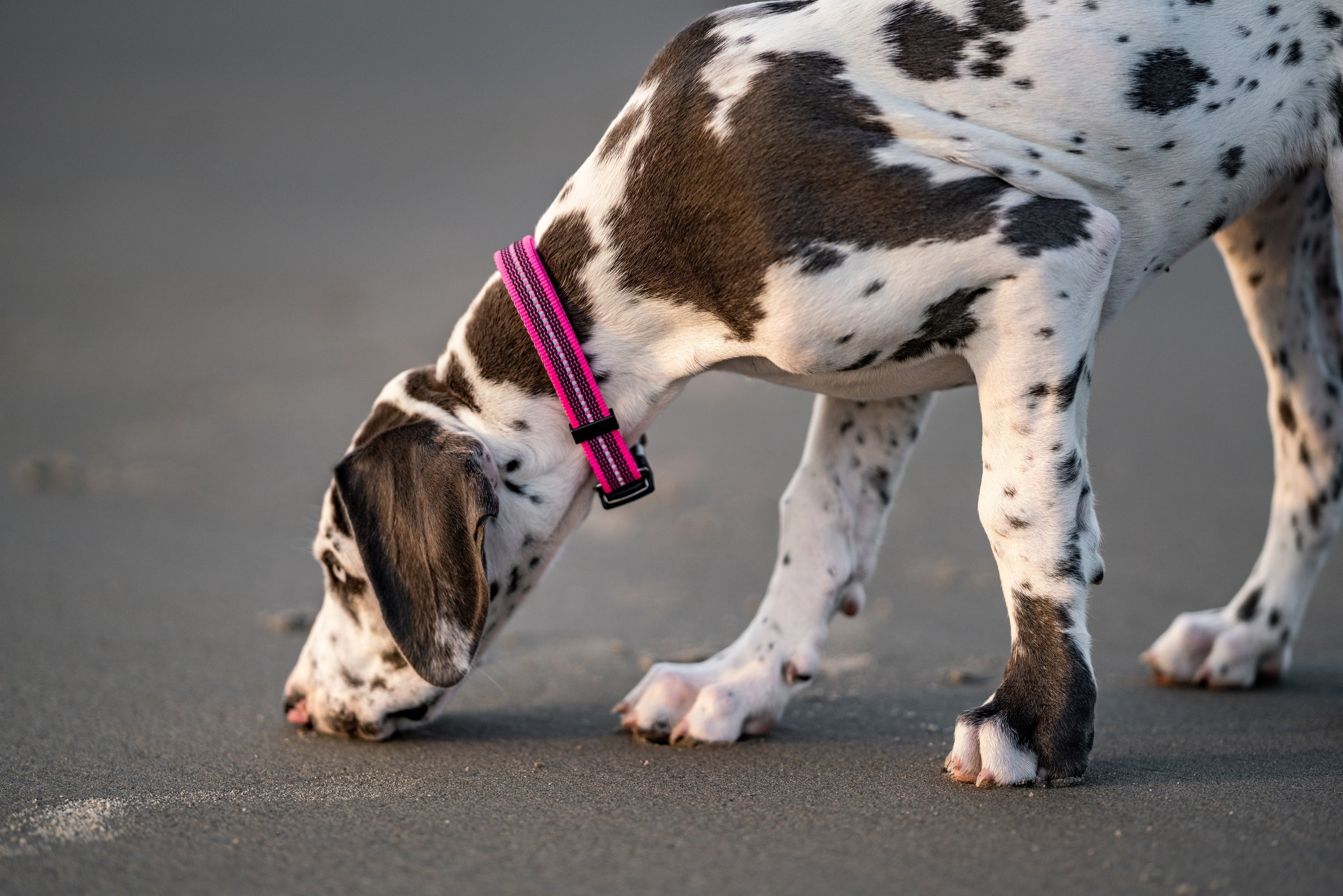 Dalmatiner mit pinken Nylon Halsband