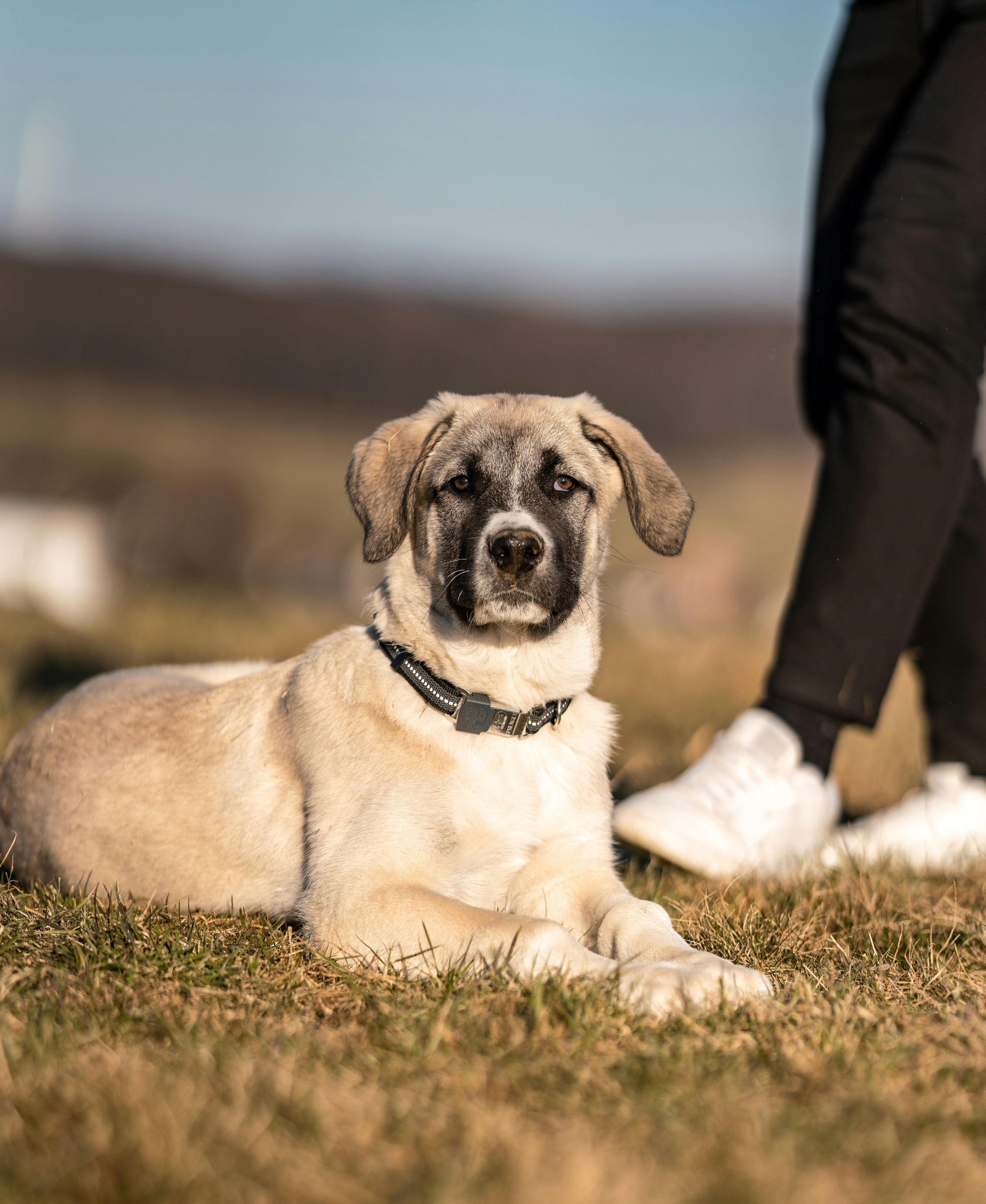 Hund mit verstellbaren nylon Halsband schwarz