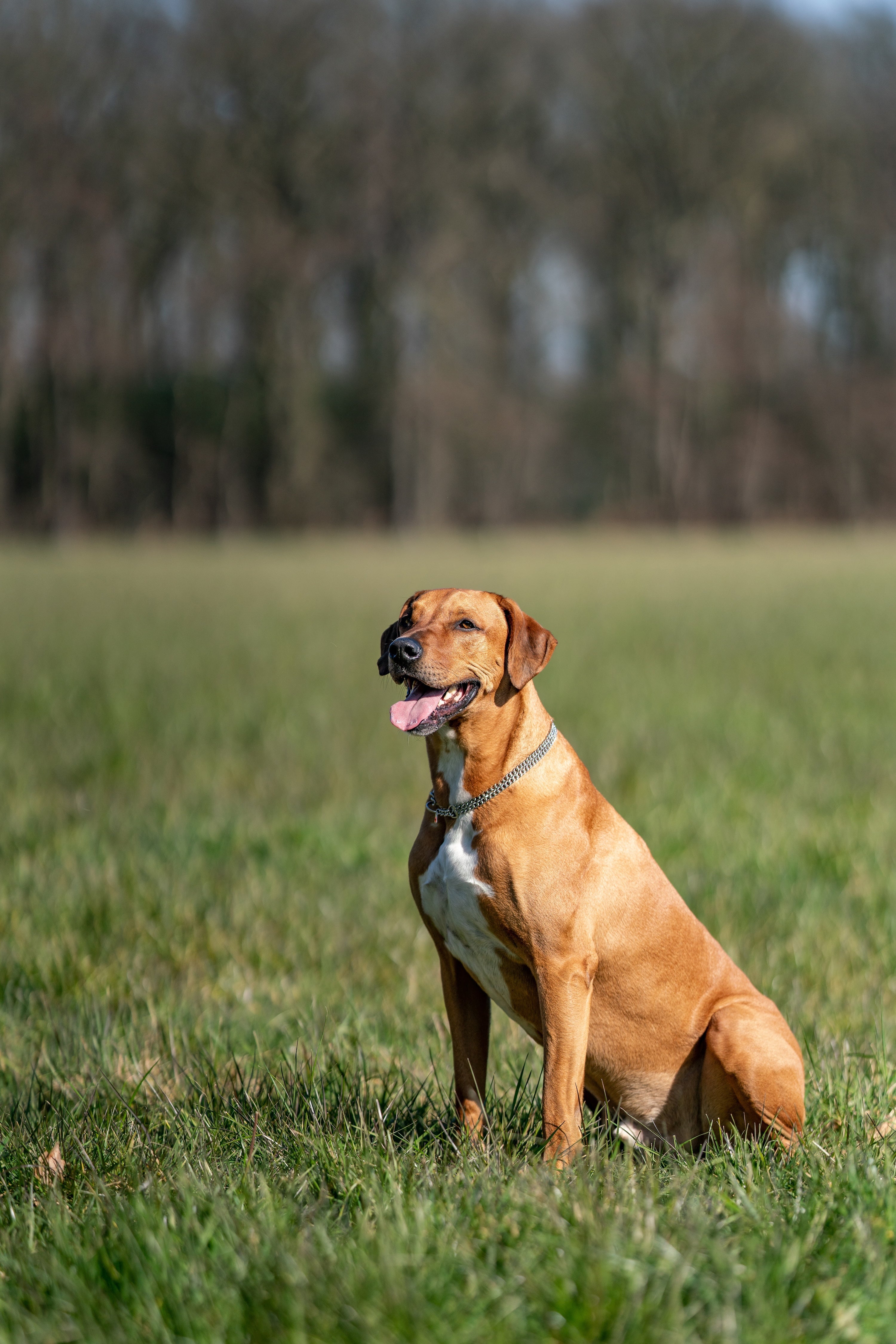 Hund mit flacher Panzerkette auf der Wiese