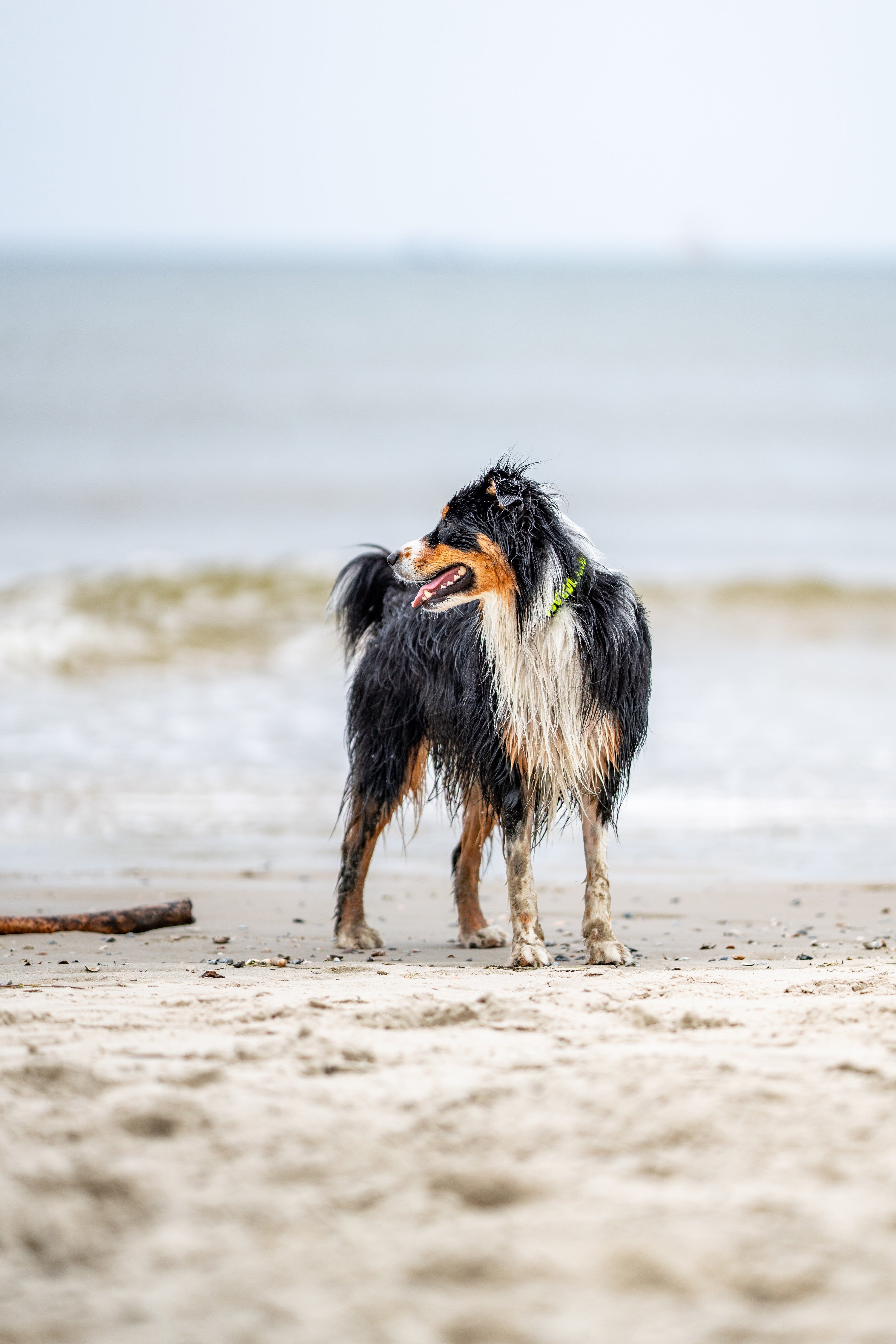 Hund mit grünen Paracord Halsband am Strand