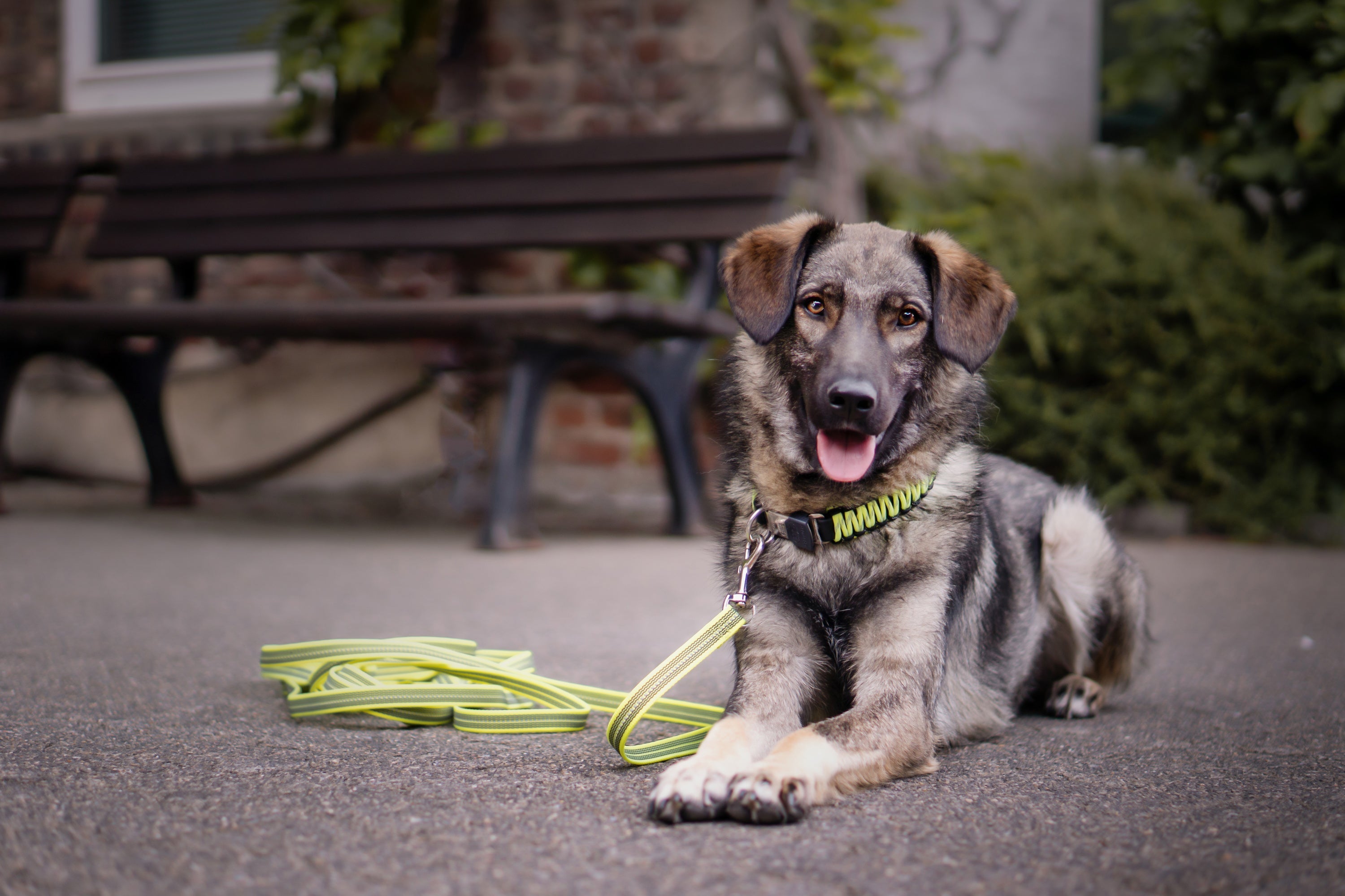 HUnd mit grünen Paracord Halsband und Leine