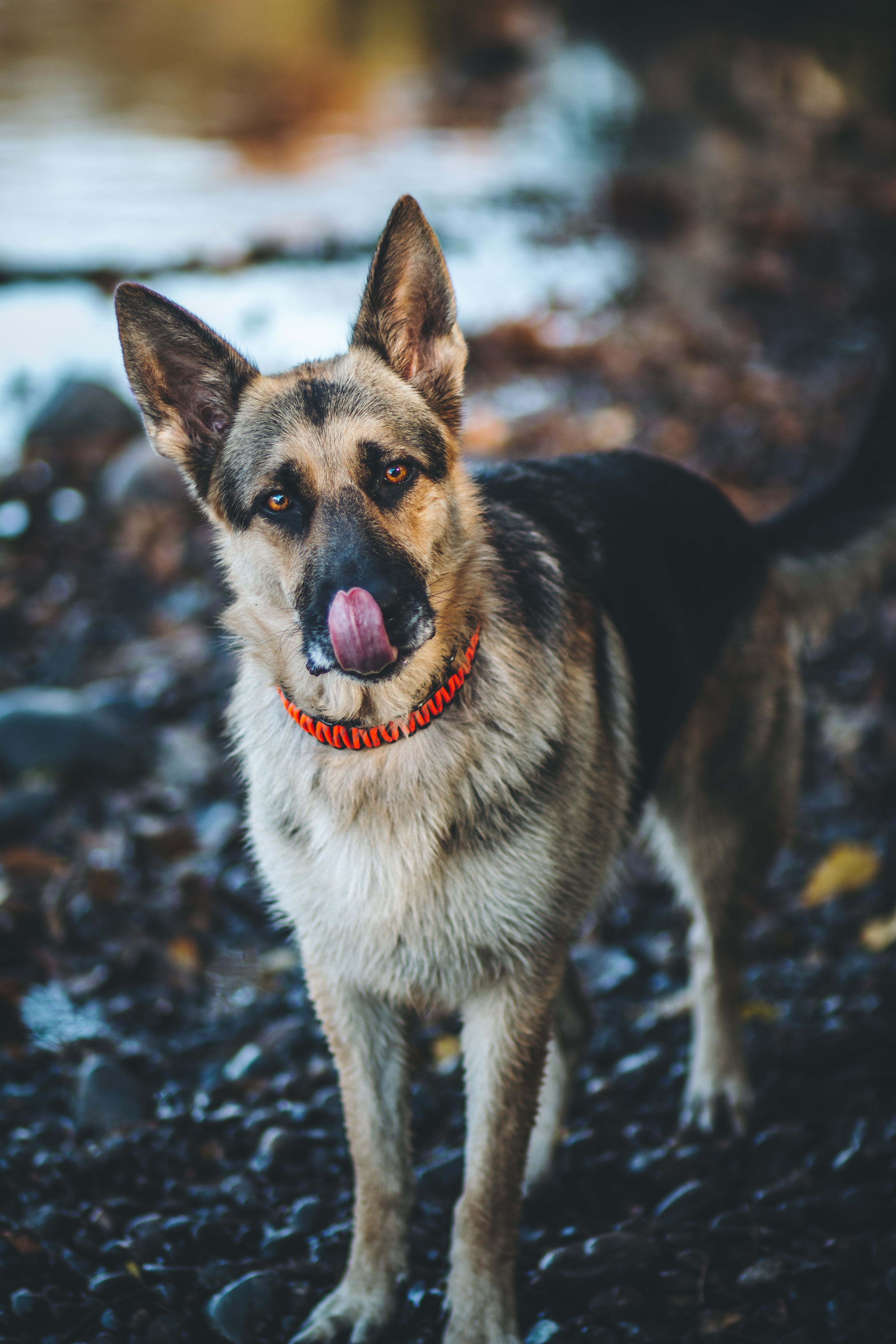 Schäferhund mit orangenen Paracord Halsband
