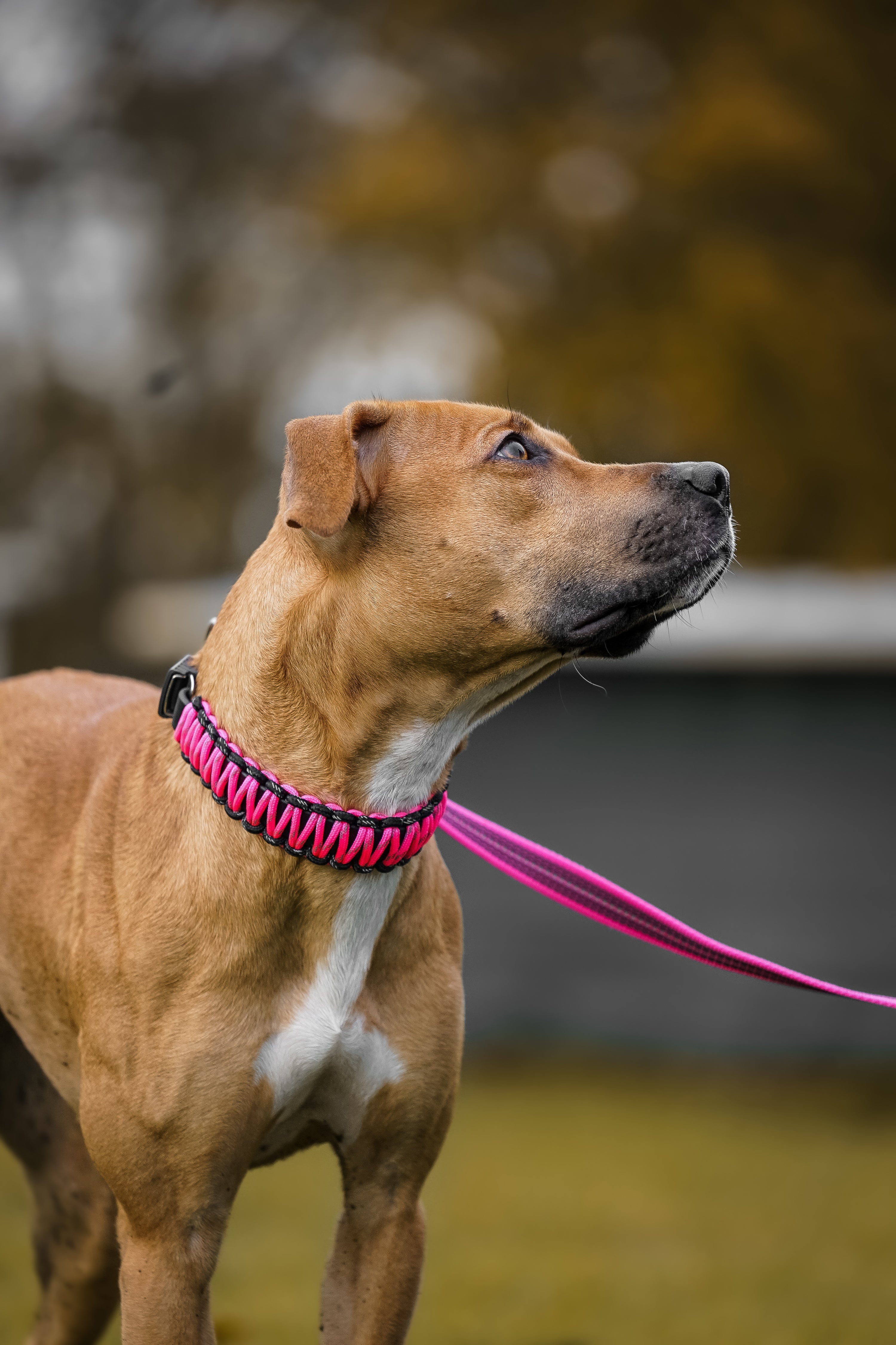 Hund mit pinken Paracord Halsband und Leine