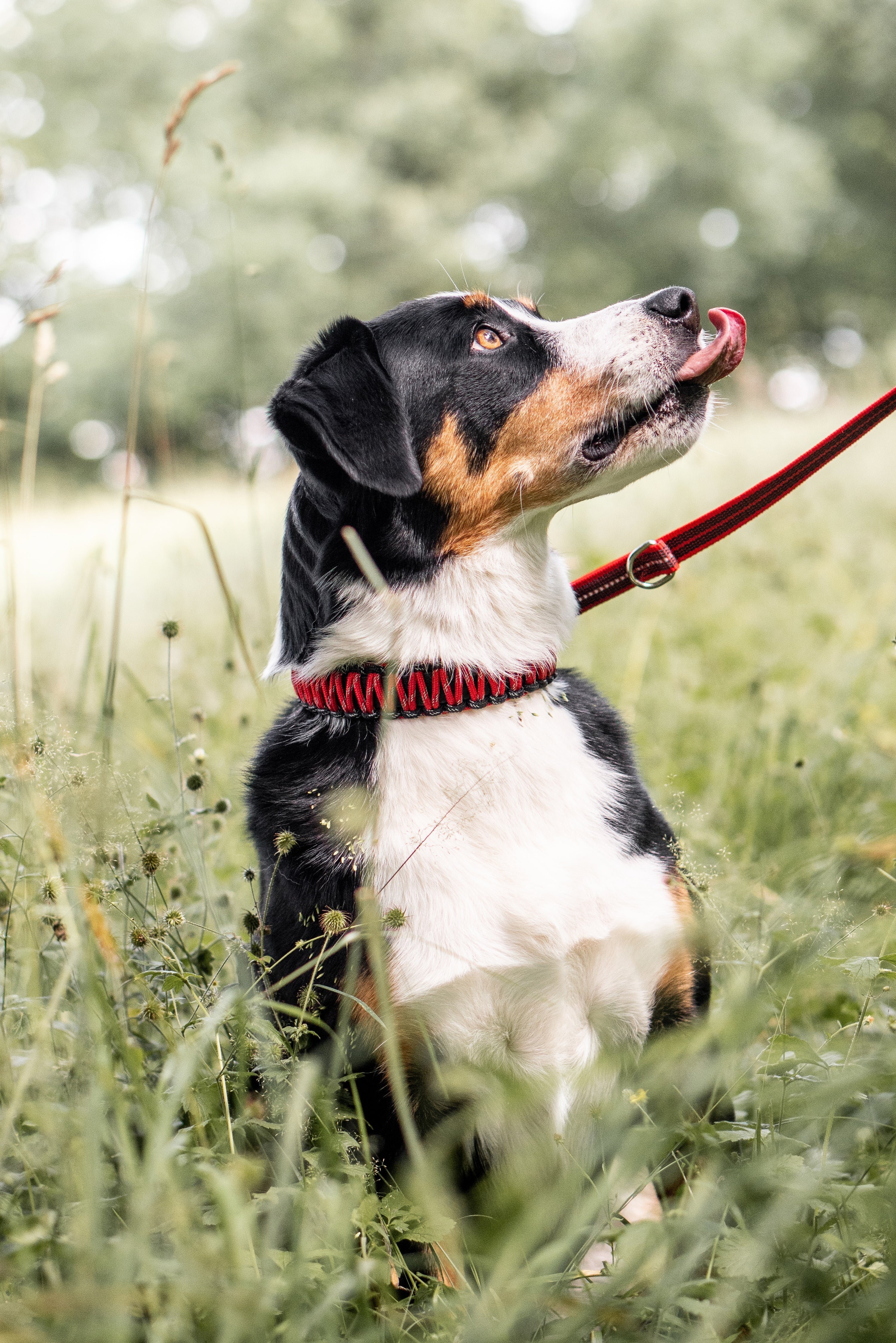 Hund mit roten Paracord Halsabnd in der Wiese