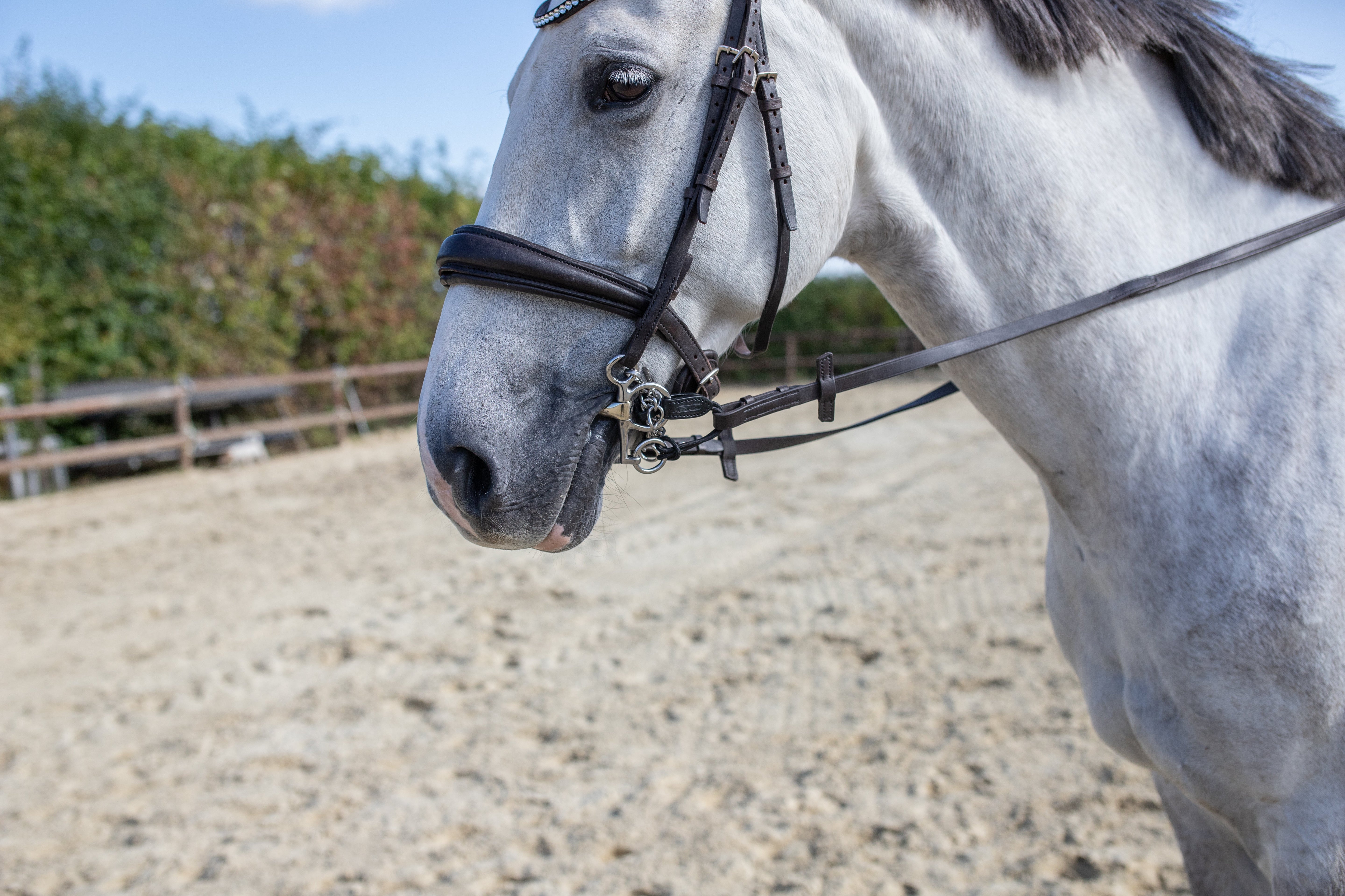 weißes Pferd mit Pelham