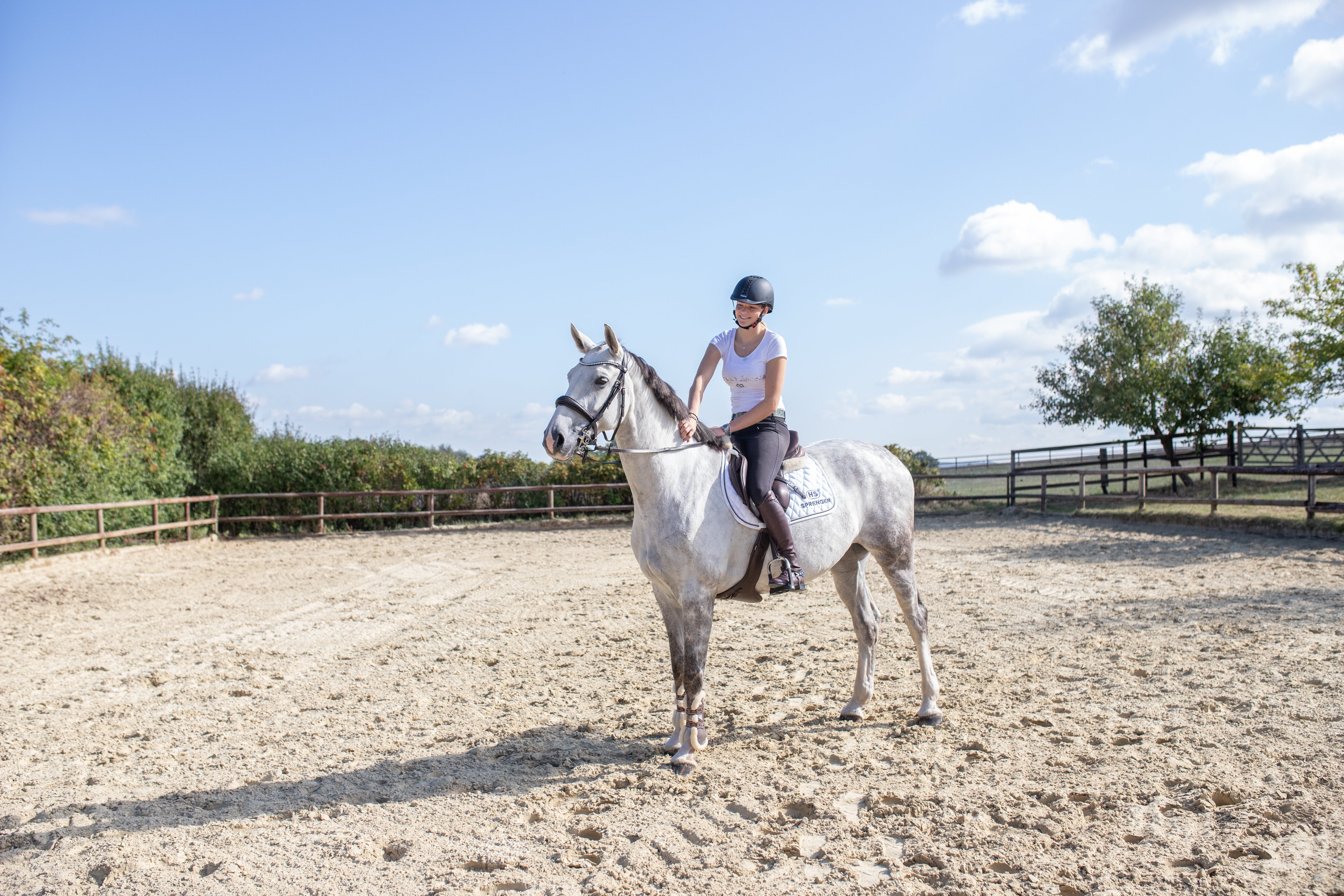 weißes Pferd mit Pelham Gebiss auf dem Reitplatz