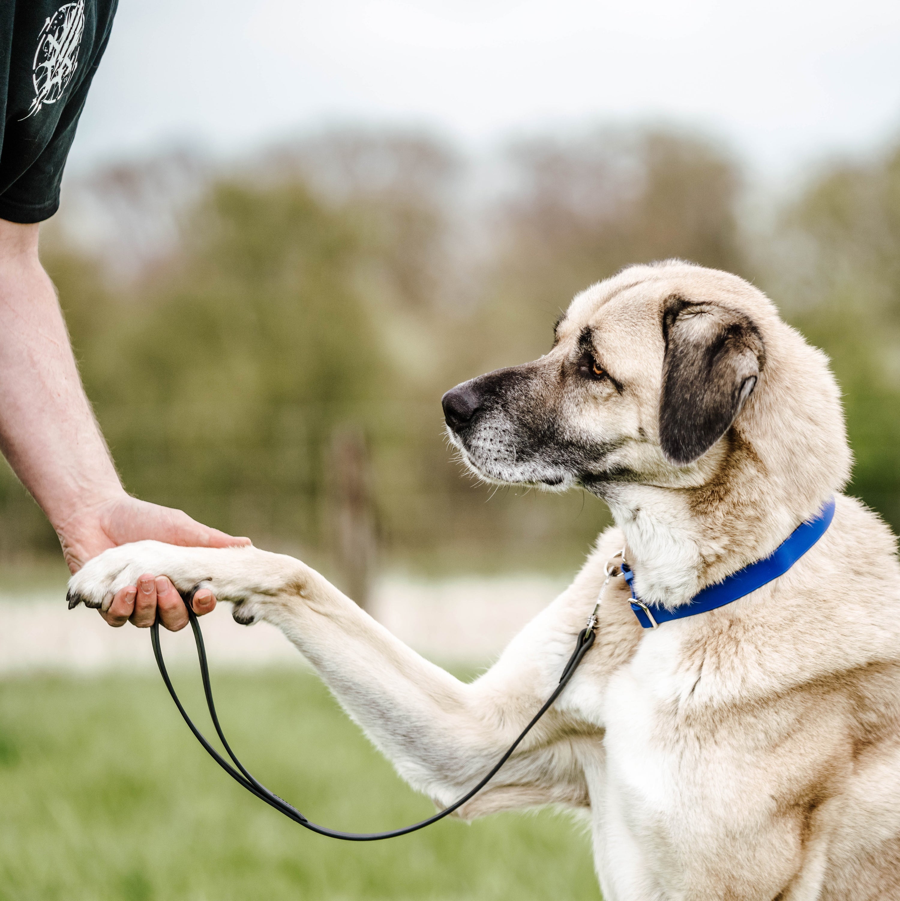 Hund bmit blauen Biothane Halsband gibt Pfote