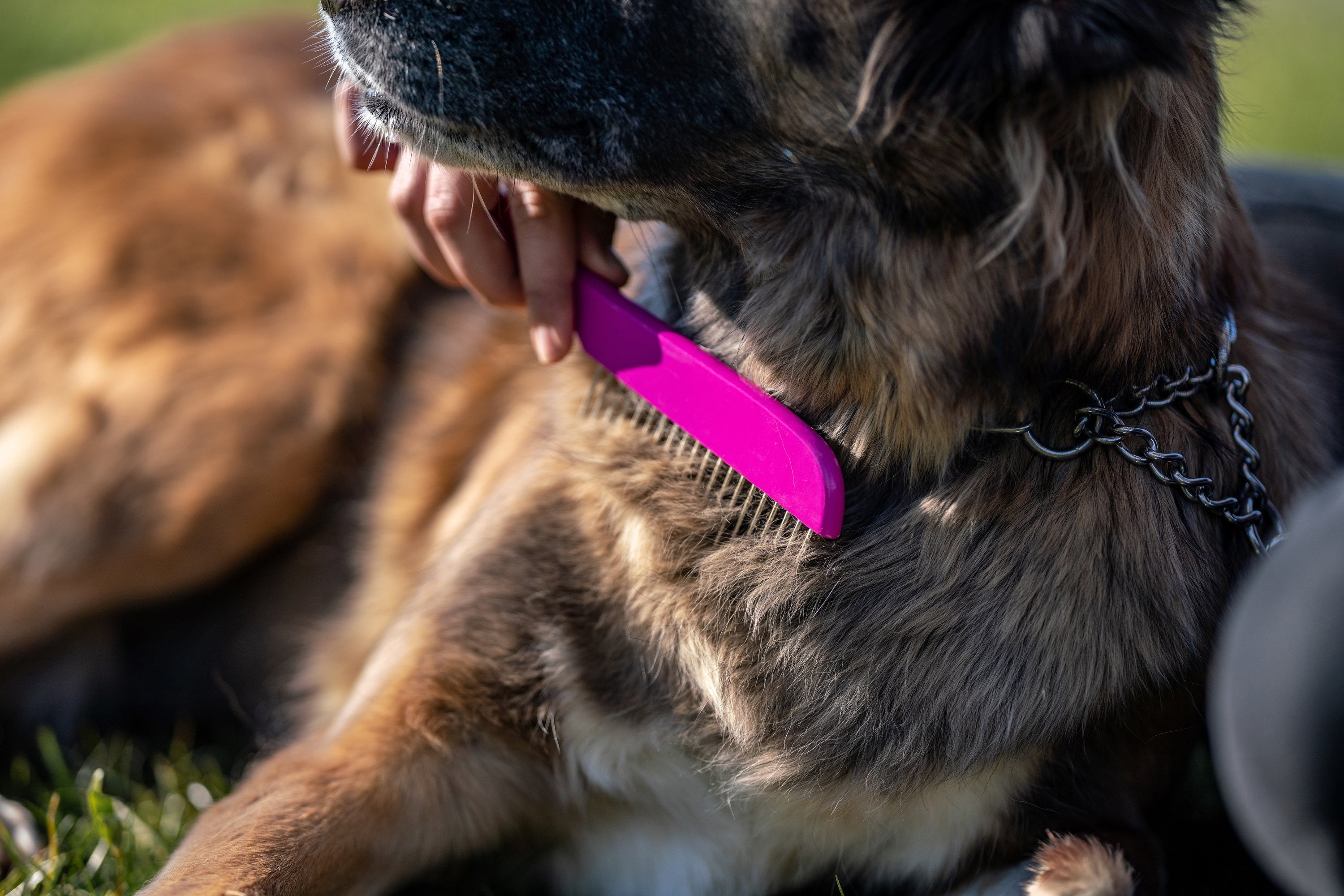 Pinker Kamm am Hund