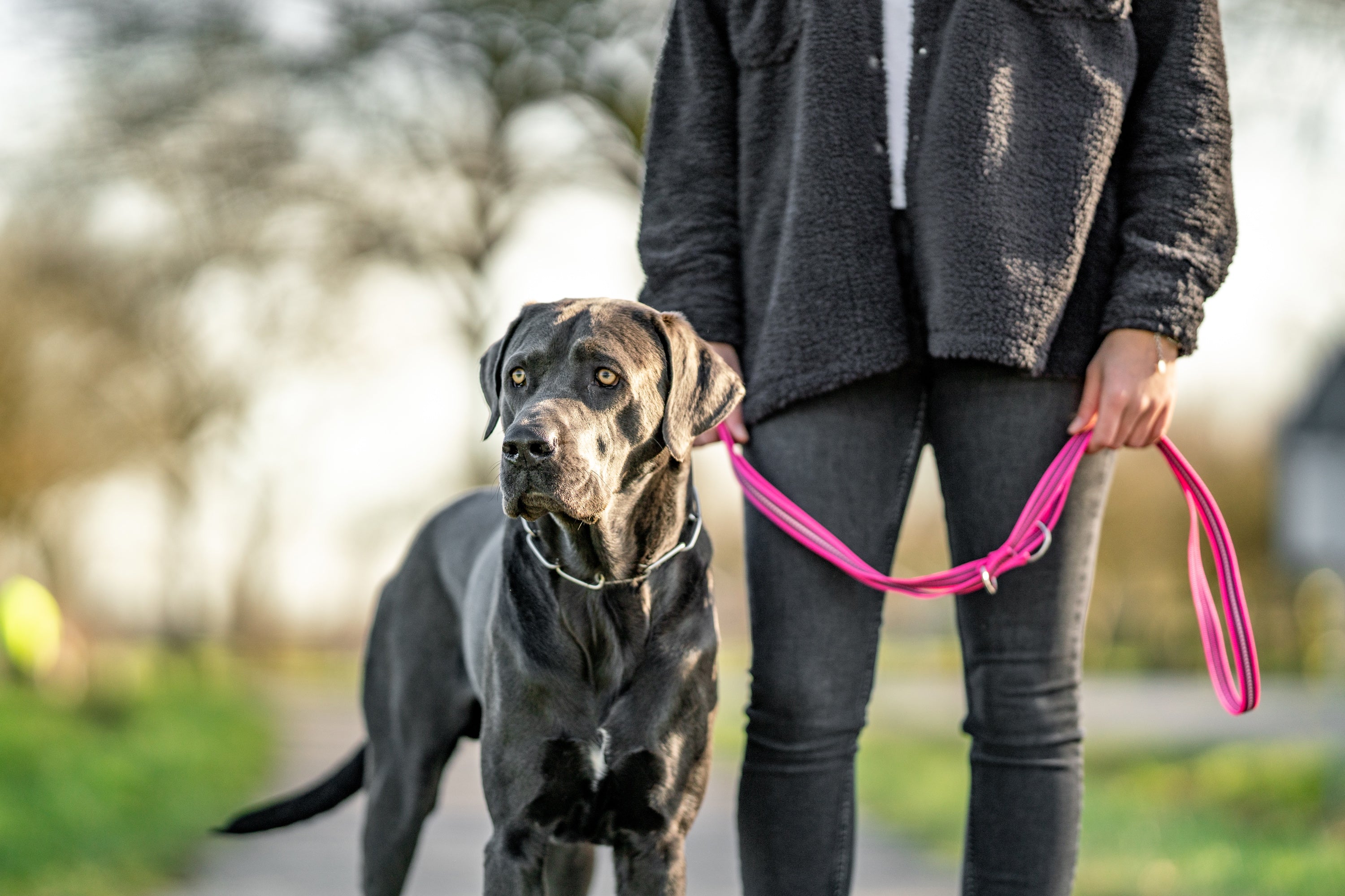schwarzer Hund mit Edelstahl Kettenhalsband und pinker Leine