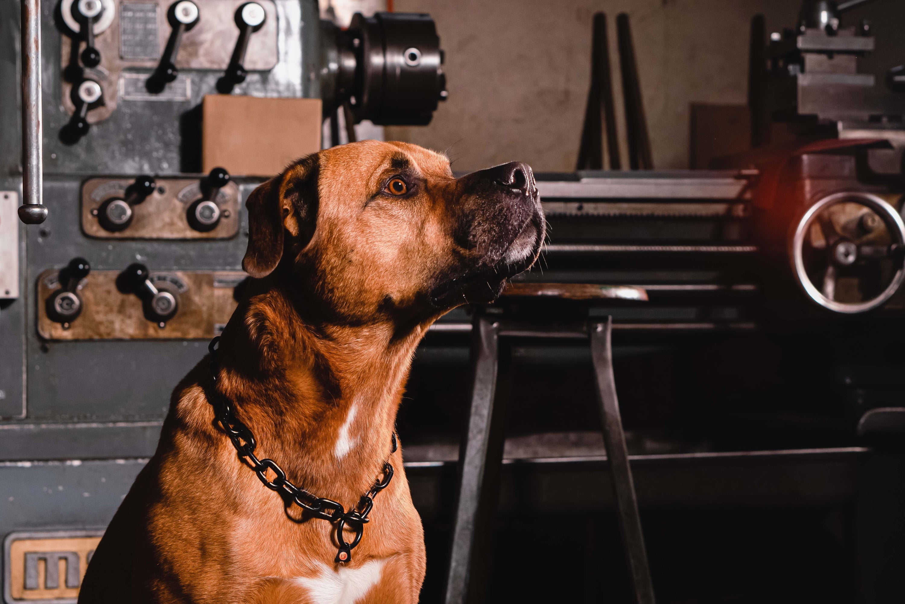 Hund mit Edelstahl Kettenhalsband schwarz in der Werkstatt