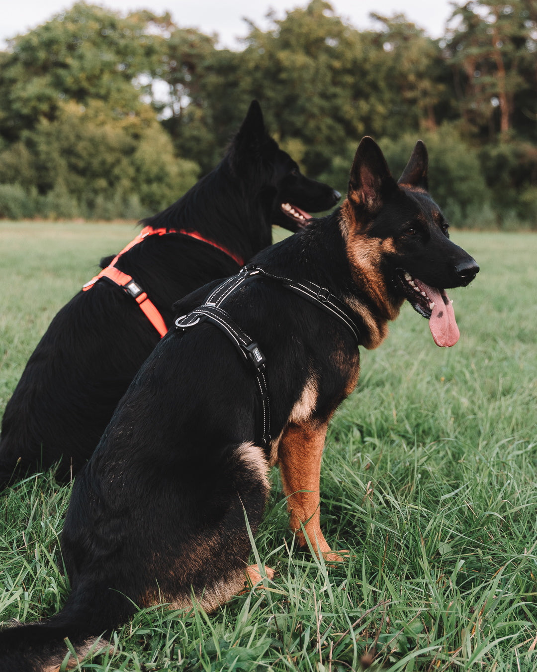 Hunde mit reflekiterenden Y-Geschirr
