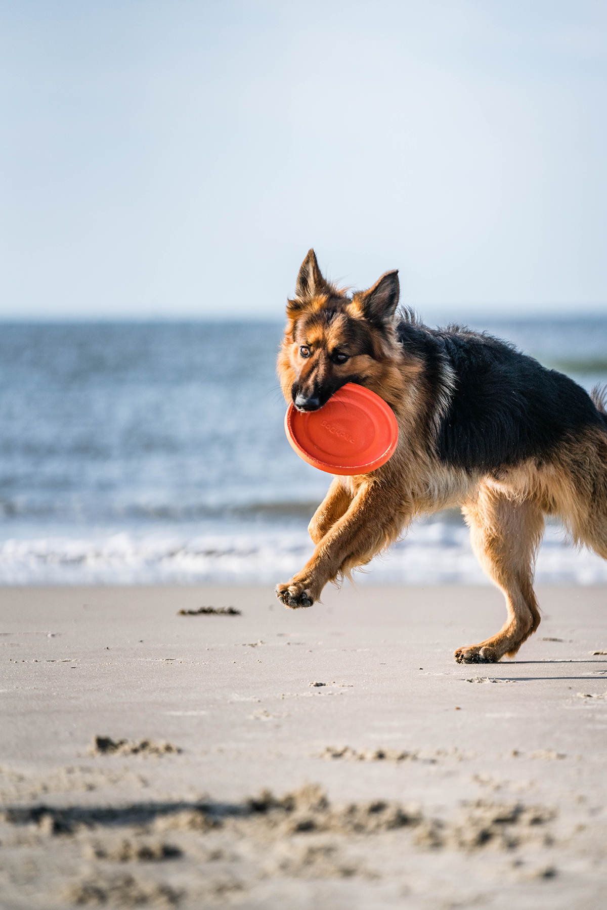 Ein mittelgroßer Hund mit langem, braun-schwarzem Fell springt über den Sandstrand und trägt eine orangefarbene Frisbee im Mund. Im Hintergrund sind das Meer und der klare Himmel zu sehen.