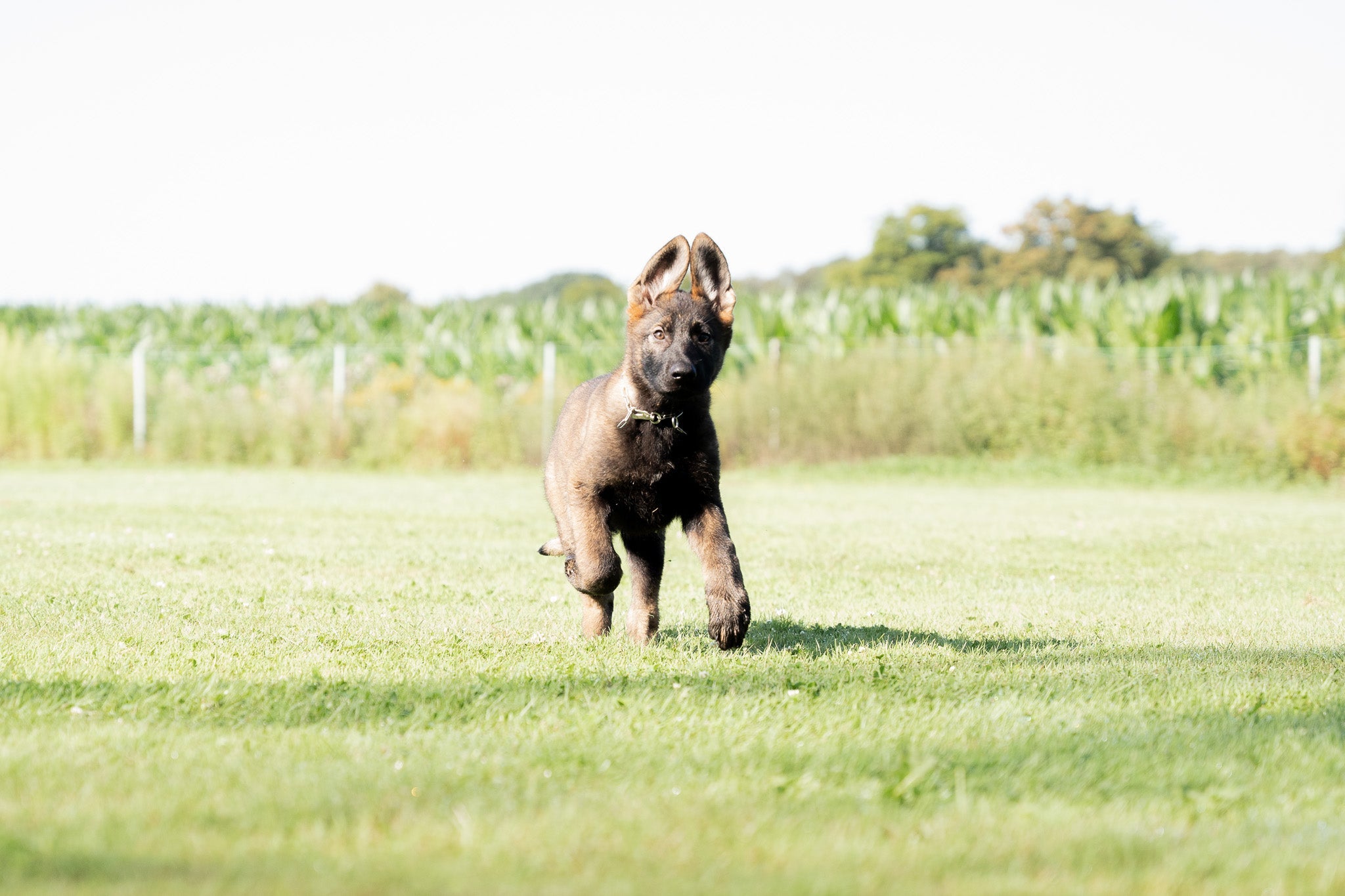 Schäferhund Welpe mit Edelstahl Kettenhalsband