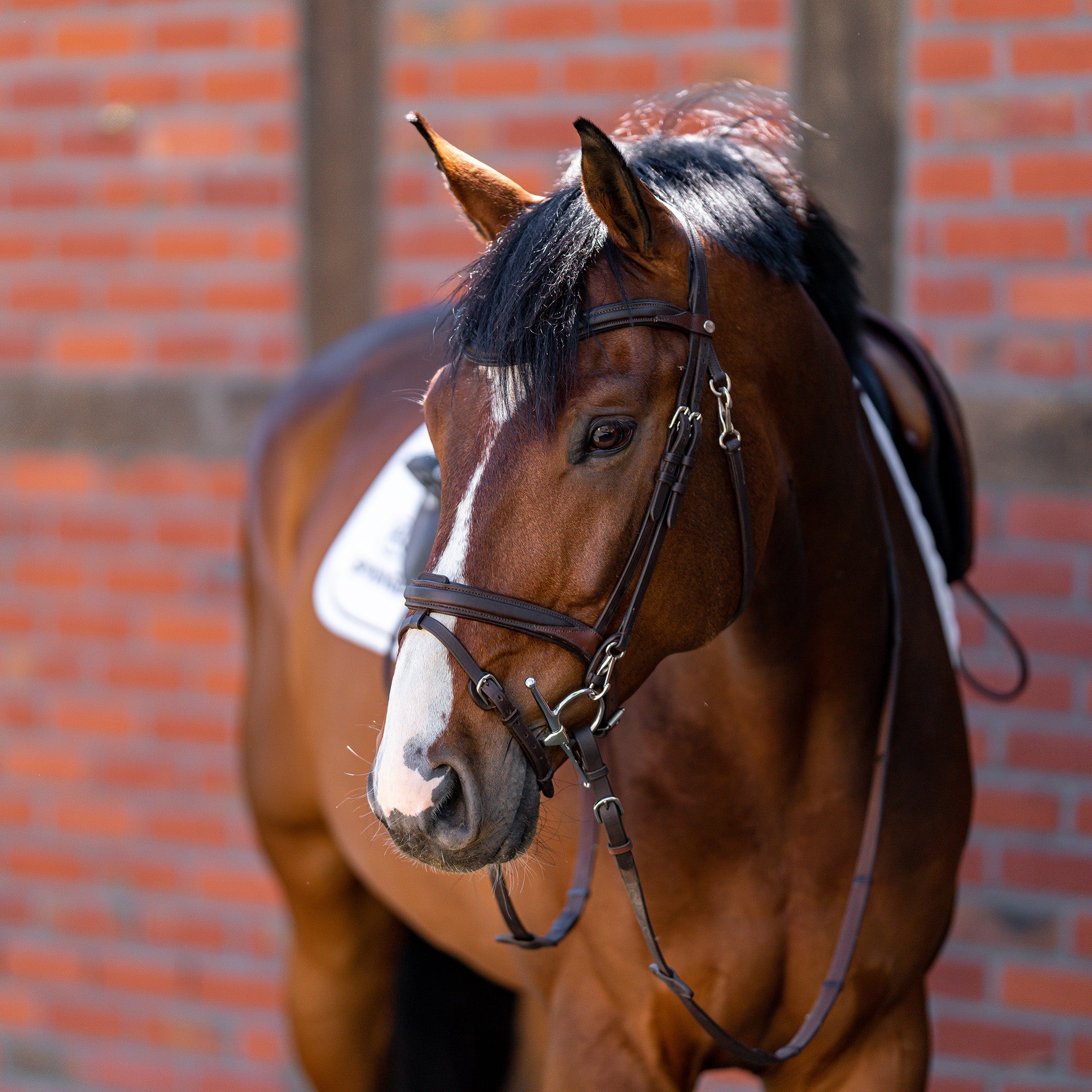 braunes Pferd mit einen Schenkelgebiss