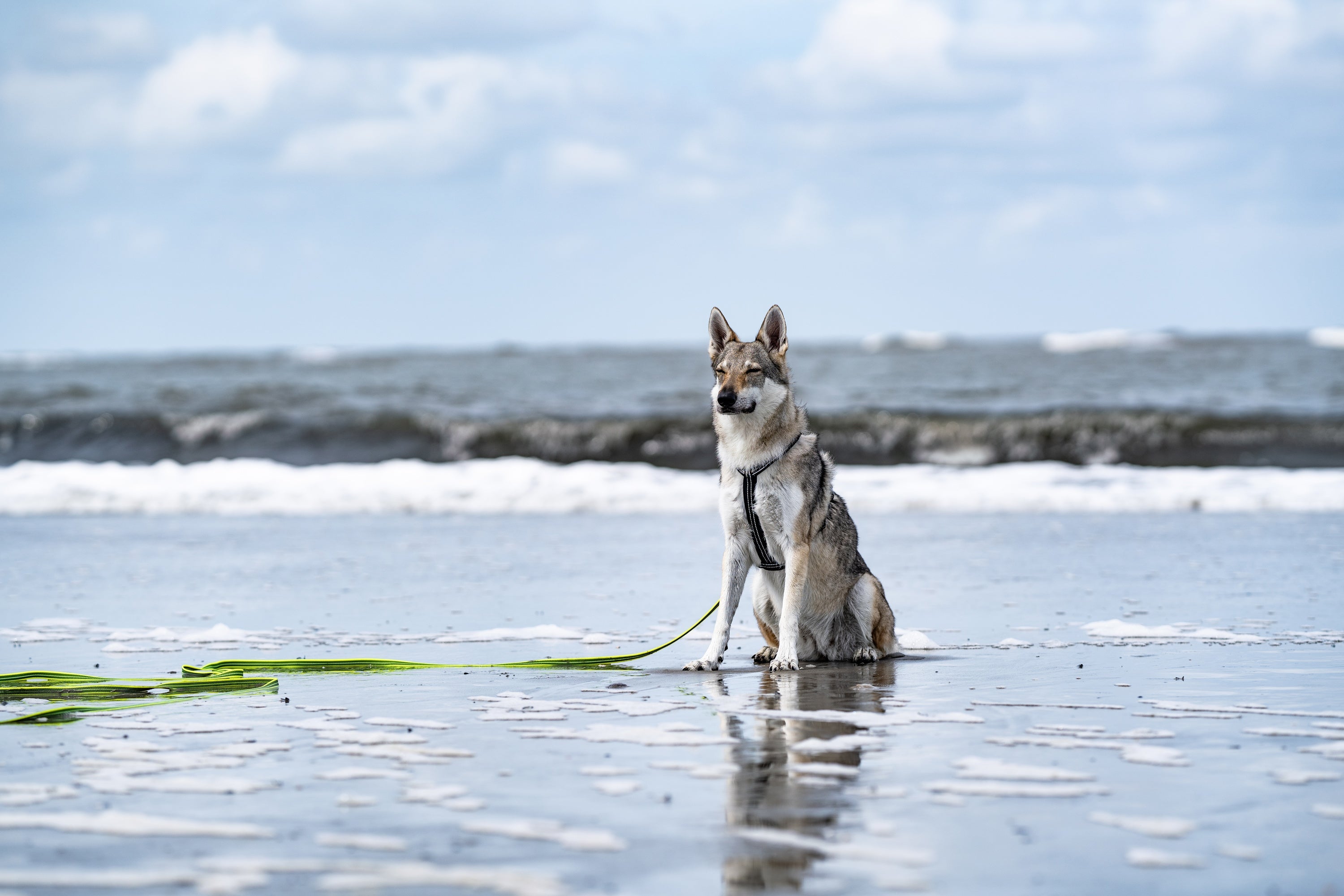 Hund mit schwarzen Y-Geschirr und grüner Schleppleine am Strand