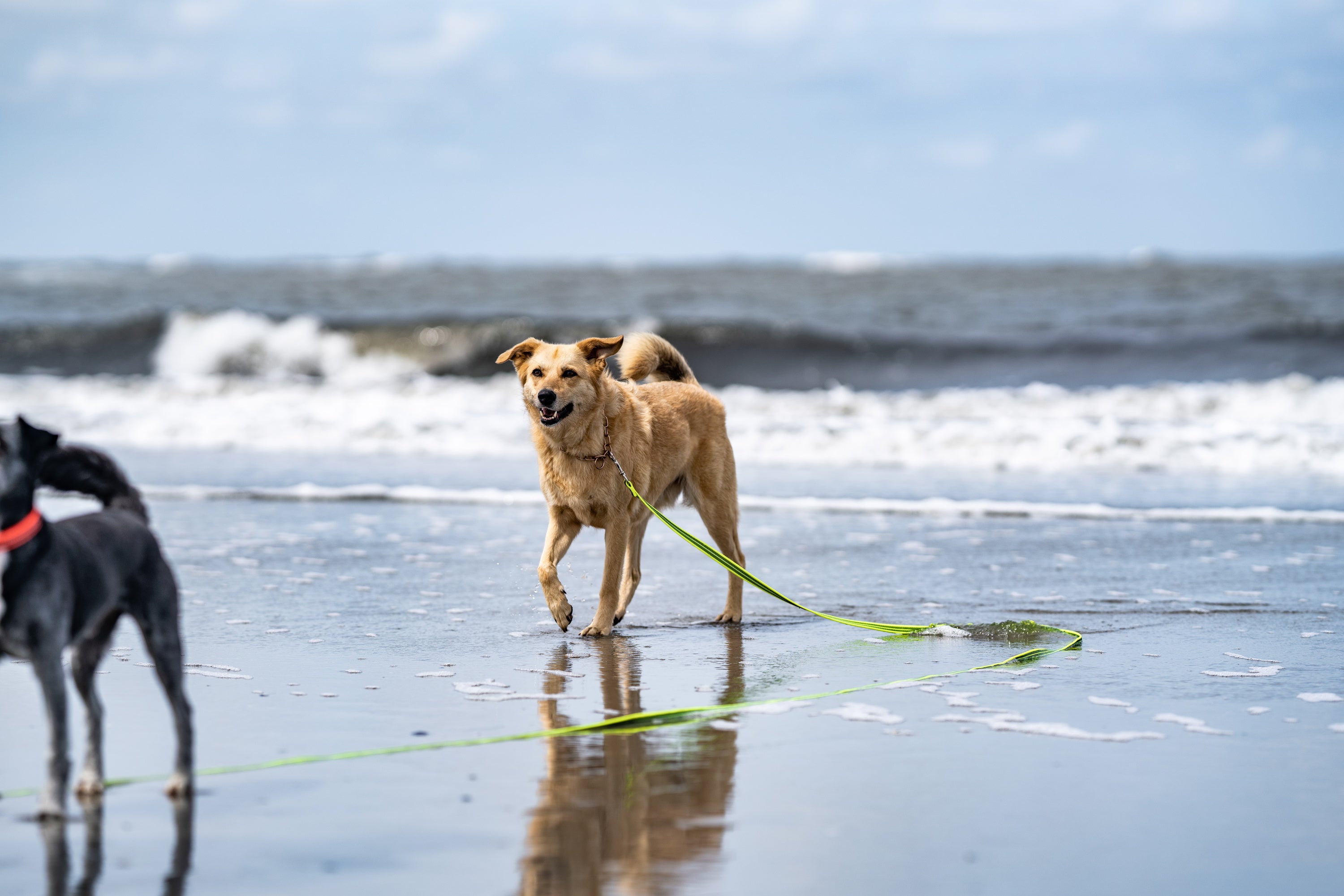 Hund mit gelber Schleppleine am Strand